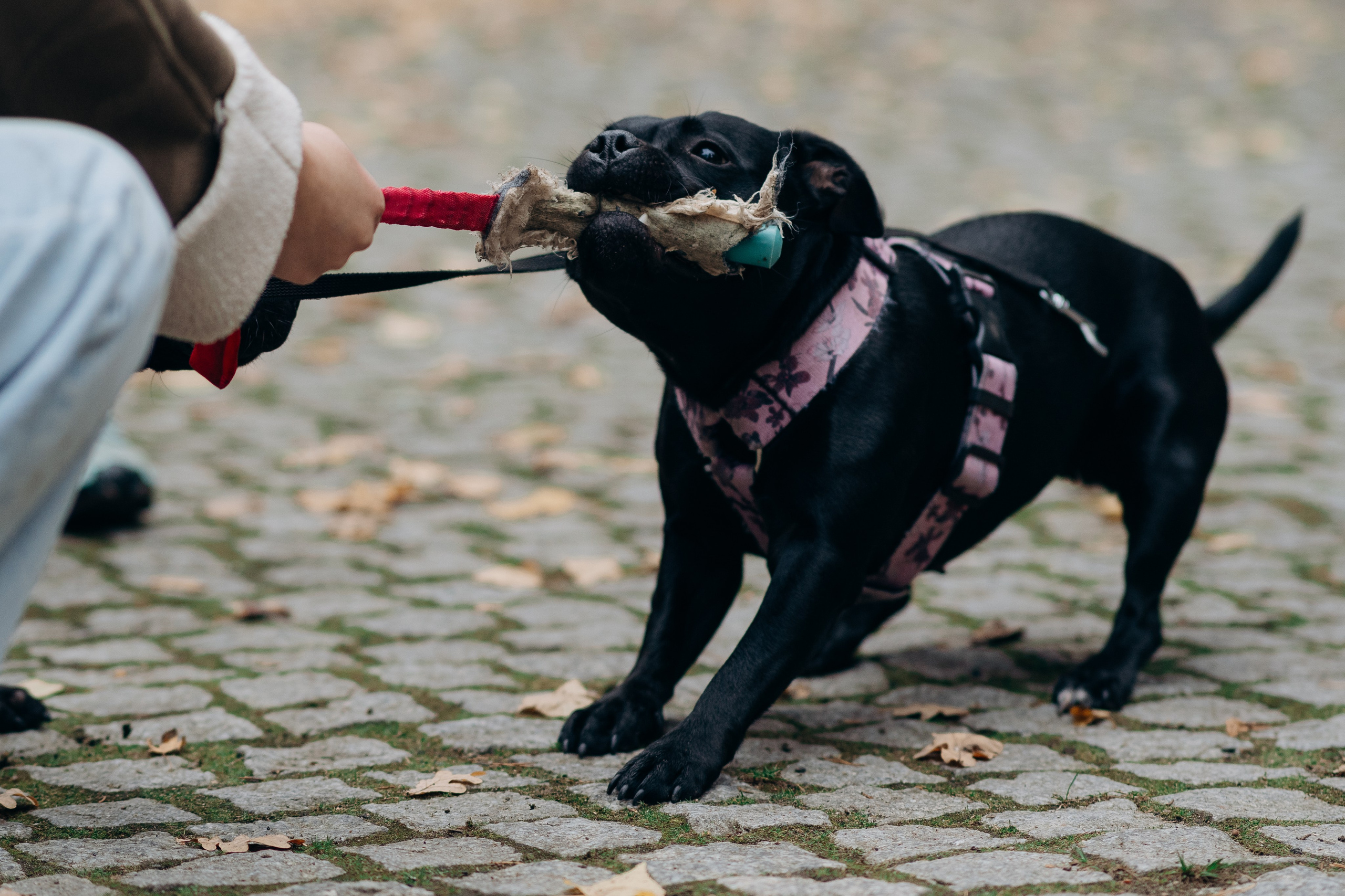 Staffordshire Bull Terriers Meetup. Kat Laisaar — Pet photographer in Tallinn