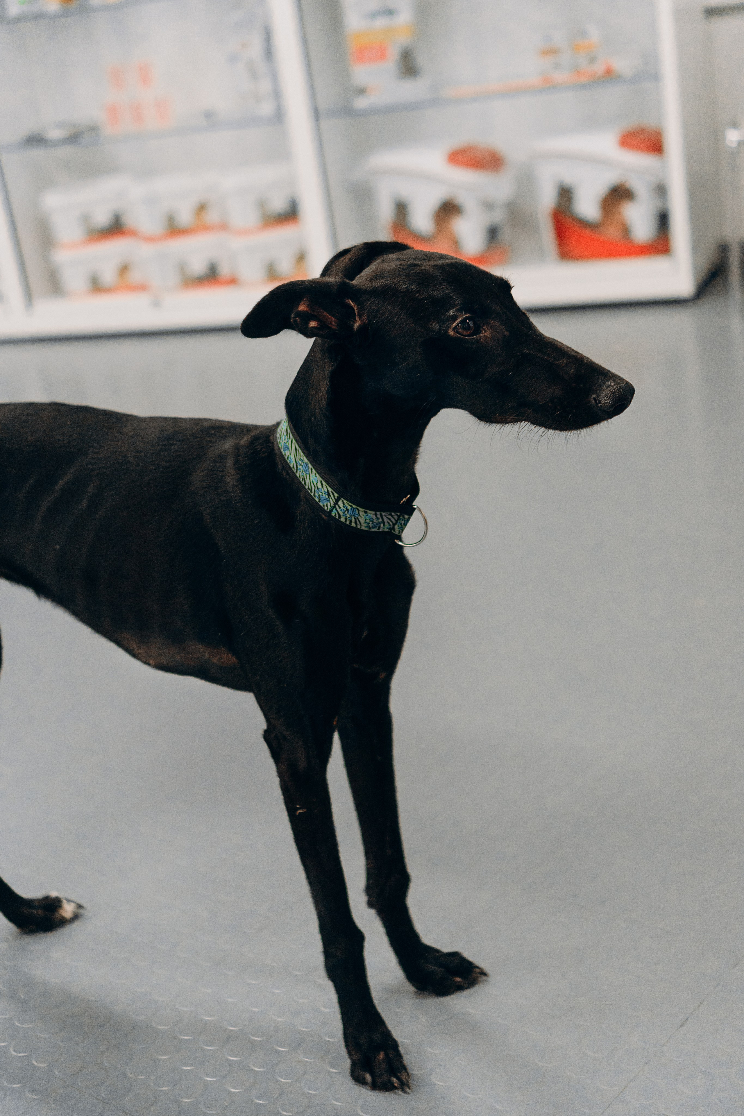 Galgotreff, 9 feb. 2025. Kat Laisaar — Pet photographer in Tallinn