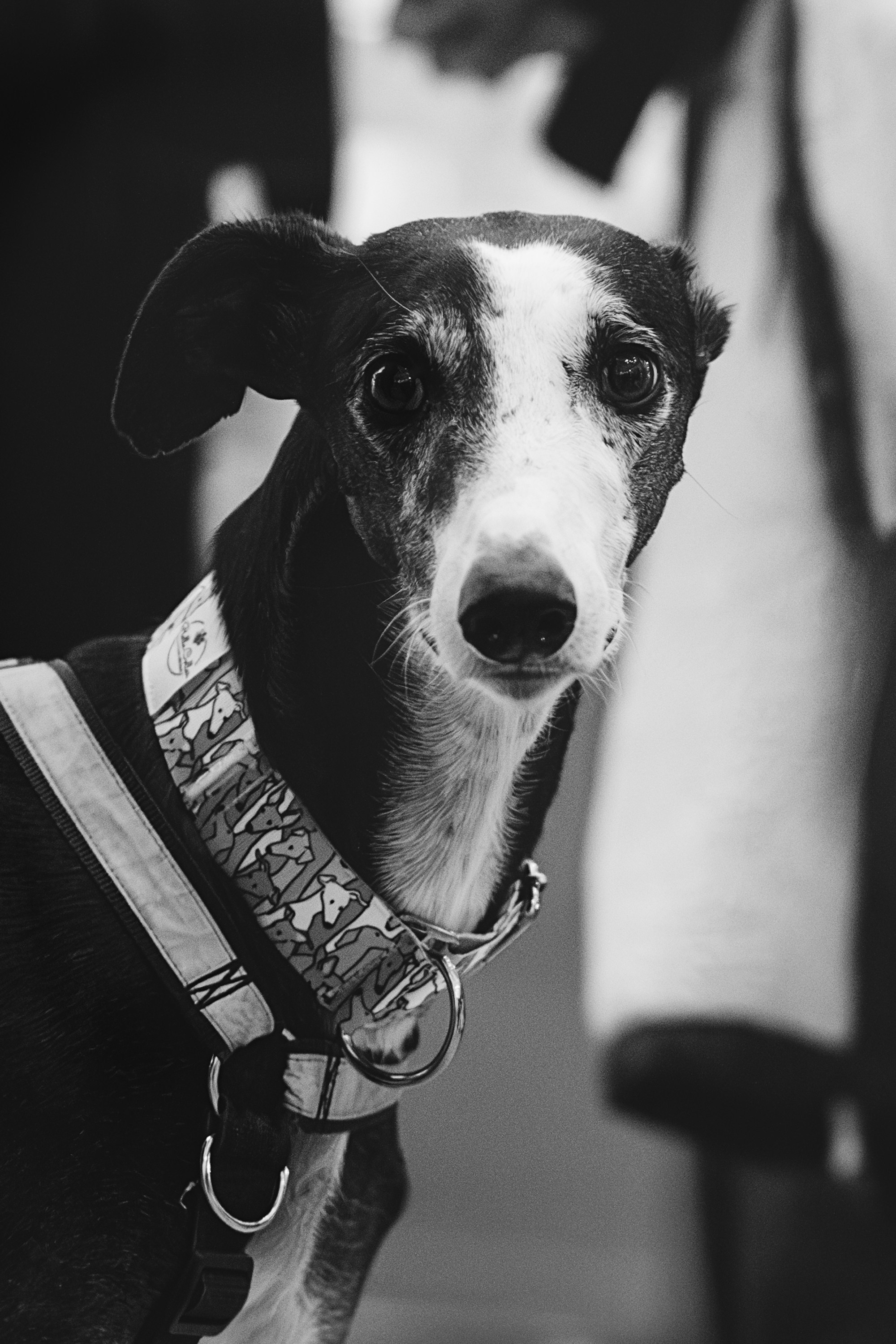 GalgoTreff / Solaris keskus 16 november. Kat Laisaar — Pet photographer in Tallinn