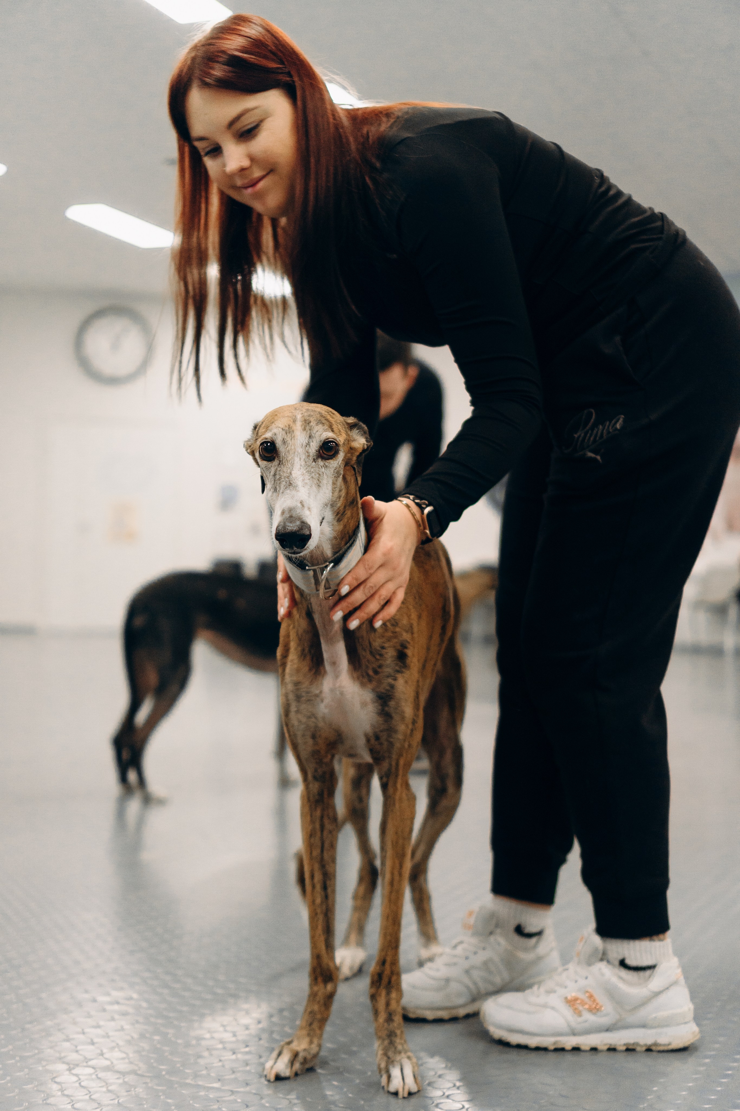 GalgoTreff / PetCity Rannamõisa, 13 apr. 2025. Kat Laisaar — Pet photographer in Tallinn
