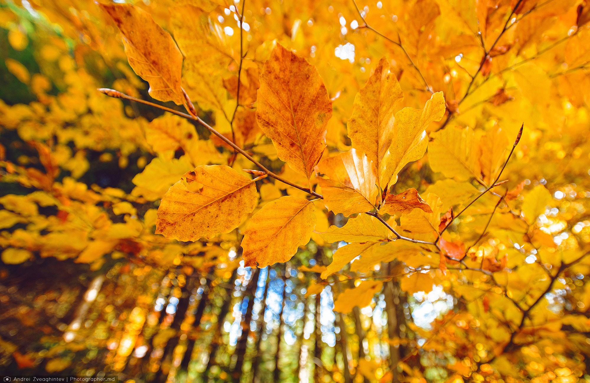 Fotograf natura in Moldova - Andrei Zveaghintev. Fotograf nunta si familie in Moldova, Chisinau - Andrei Zveaghintev