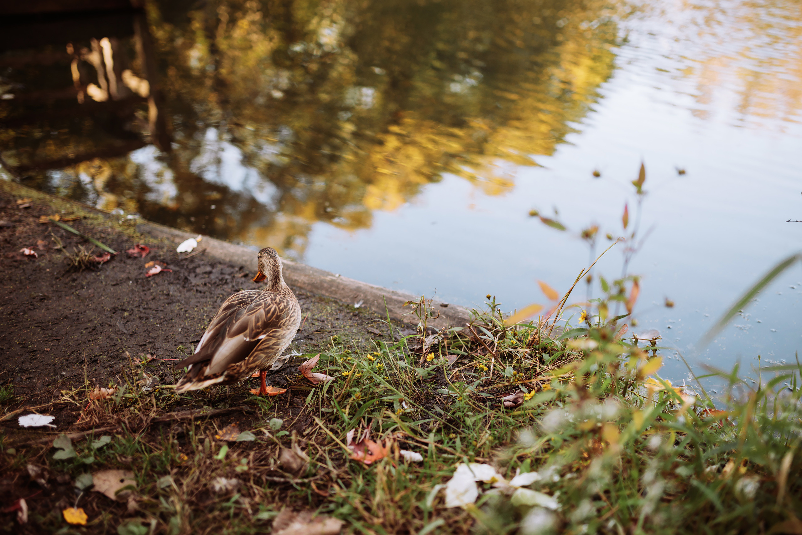10.02.22 Family Photoshoot. Wedding family event photographer in Chicago Nick Yushevich