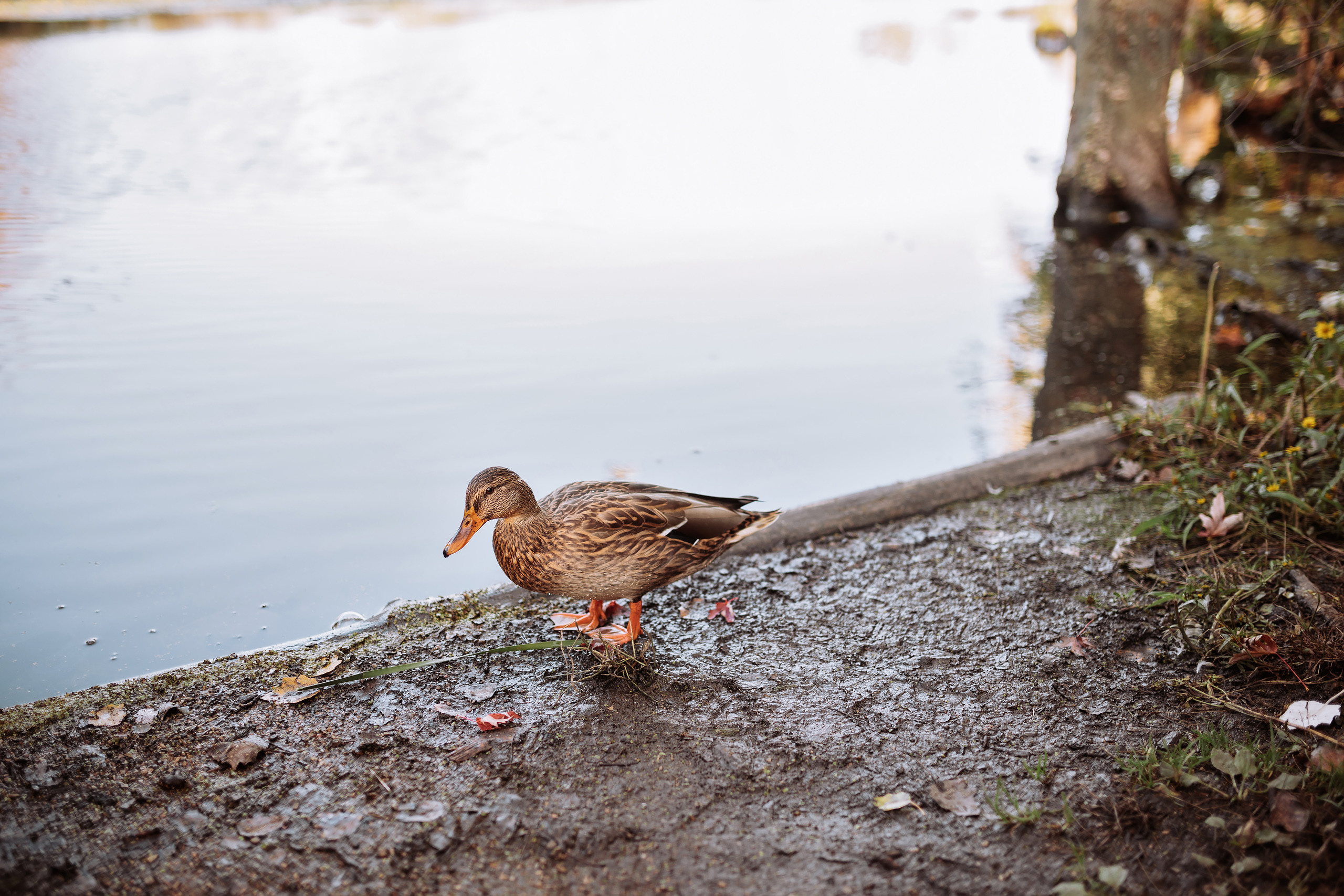 10.02.22 Family Photoshoot. Wedding family event photographer in Chicago Nick Yushevich
