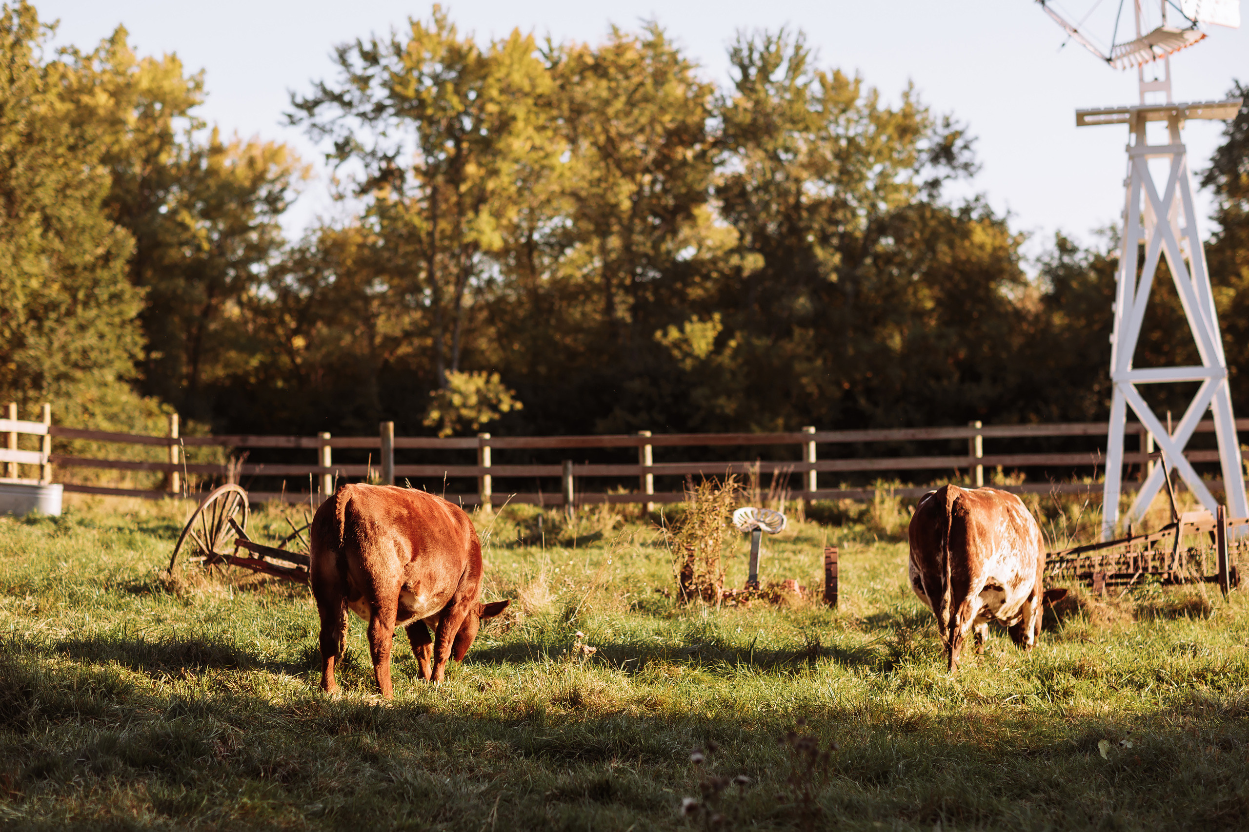 10.02.22 Family Photoshoot. Wedding family event photographer in Chicago Nick Yushevich