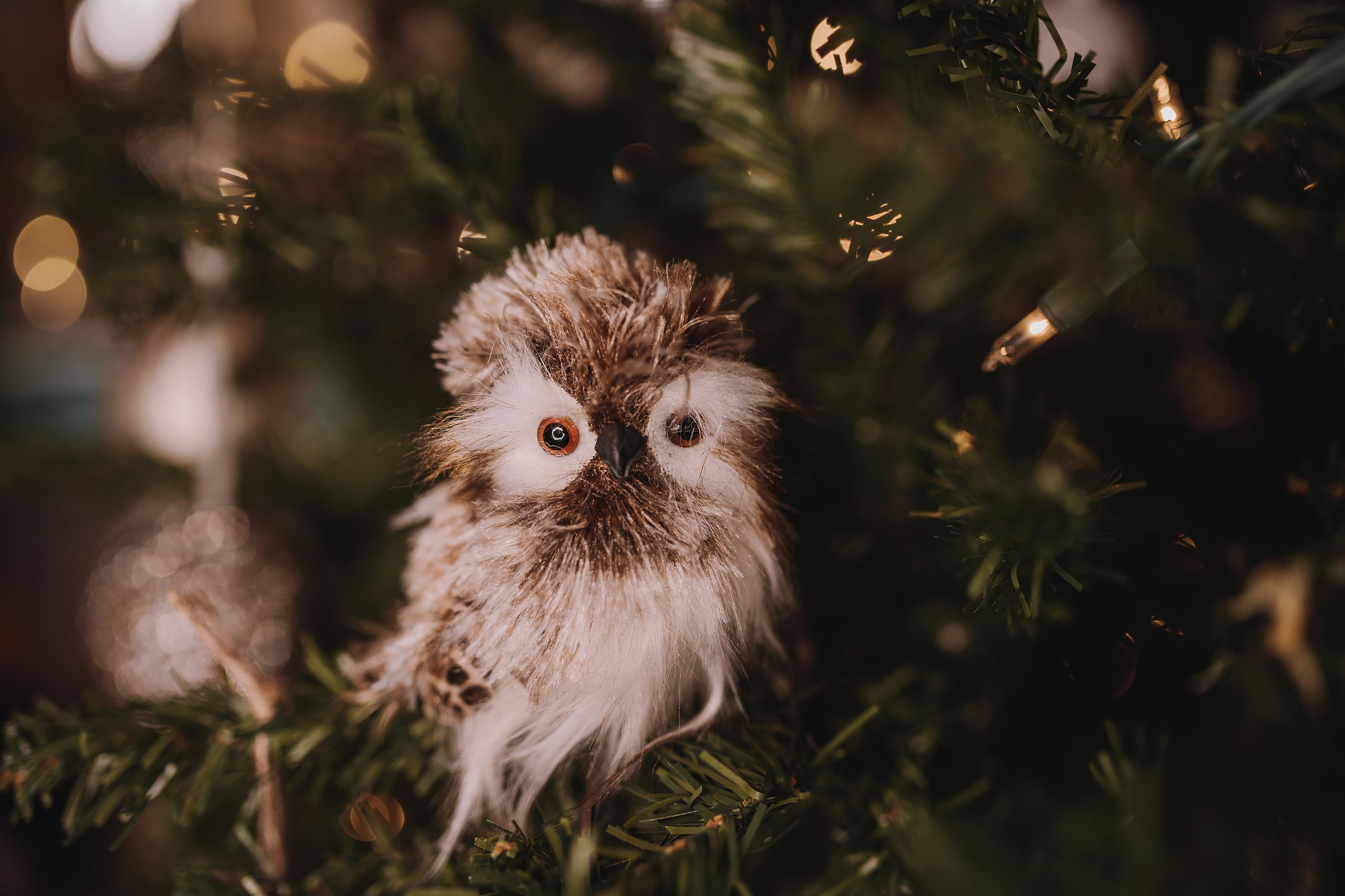 11.27.2022 Christmas Photoshoot 8. Wedding family event photographer in Chicago Nick Yushevich