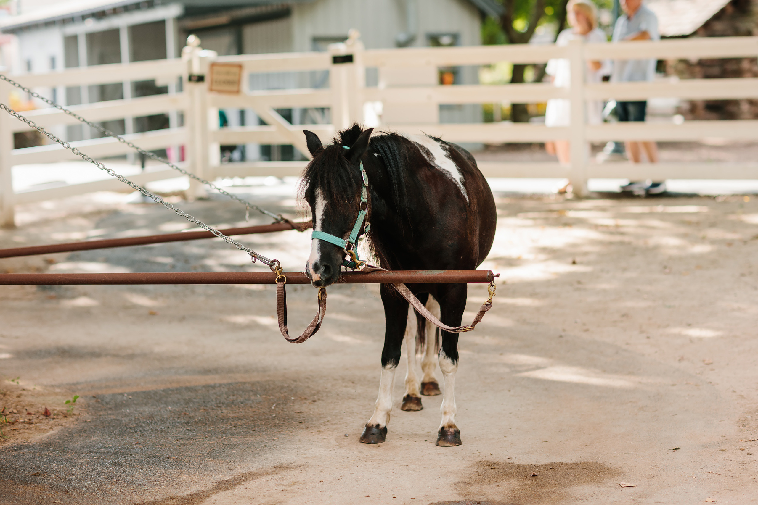 09.03.22 Family Photoshoot. Wedding family event photographer in Chicago Nick Yushevich