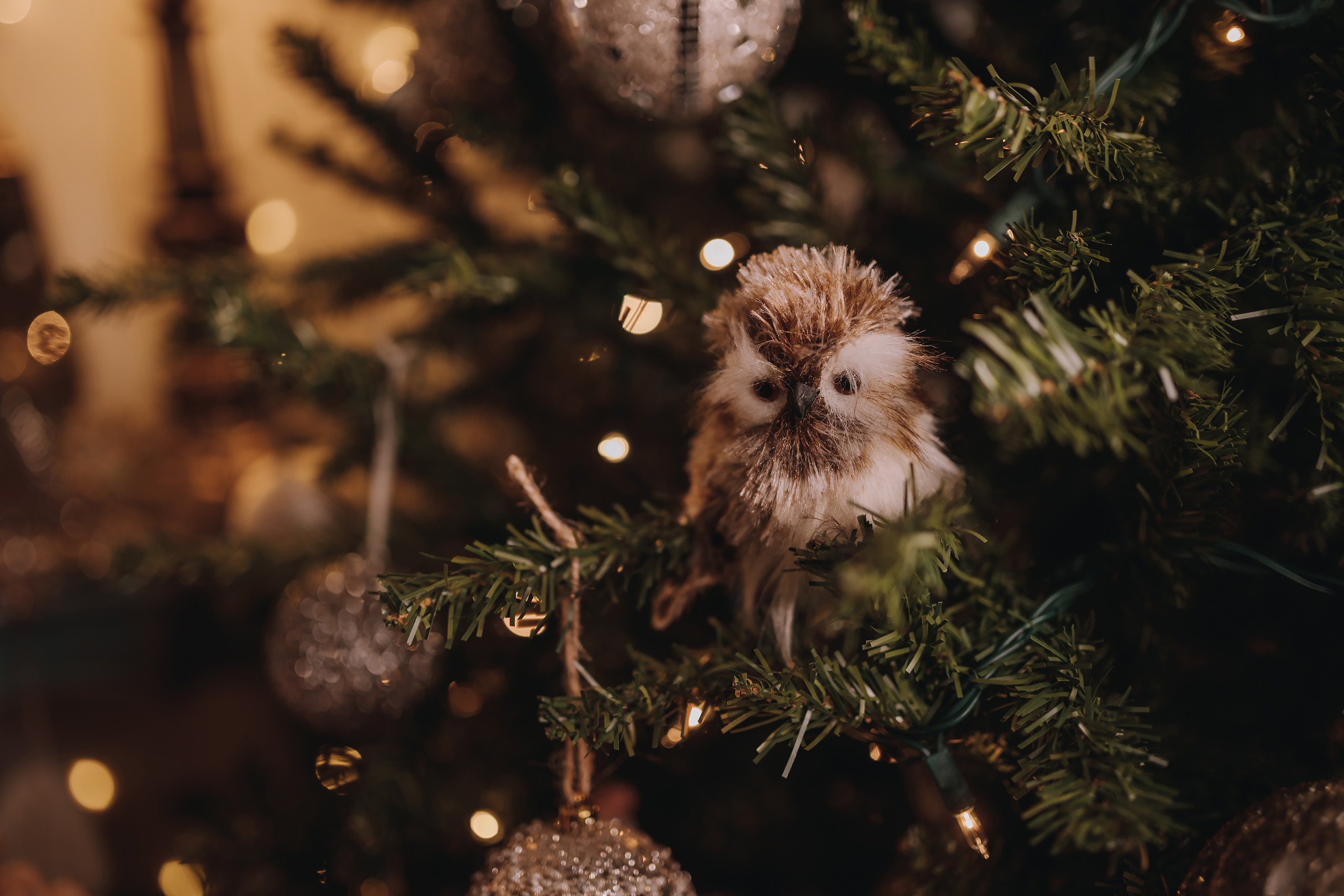 11.25.2022 Christmas Photoshoot 6. Wedding family event photographer in Chicago Nick Yushevich