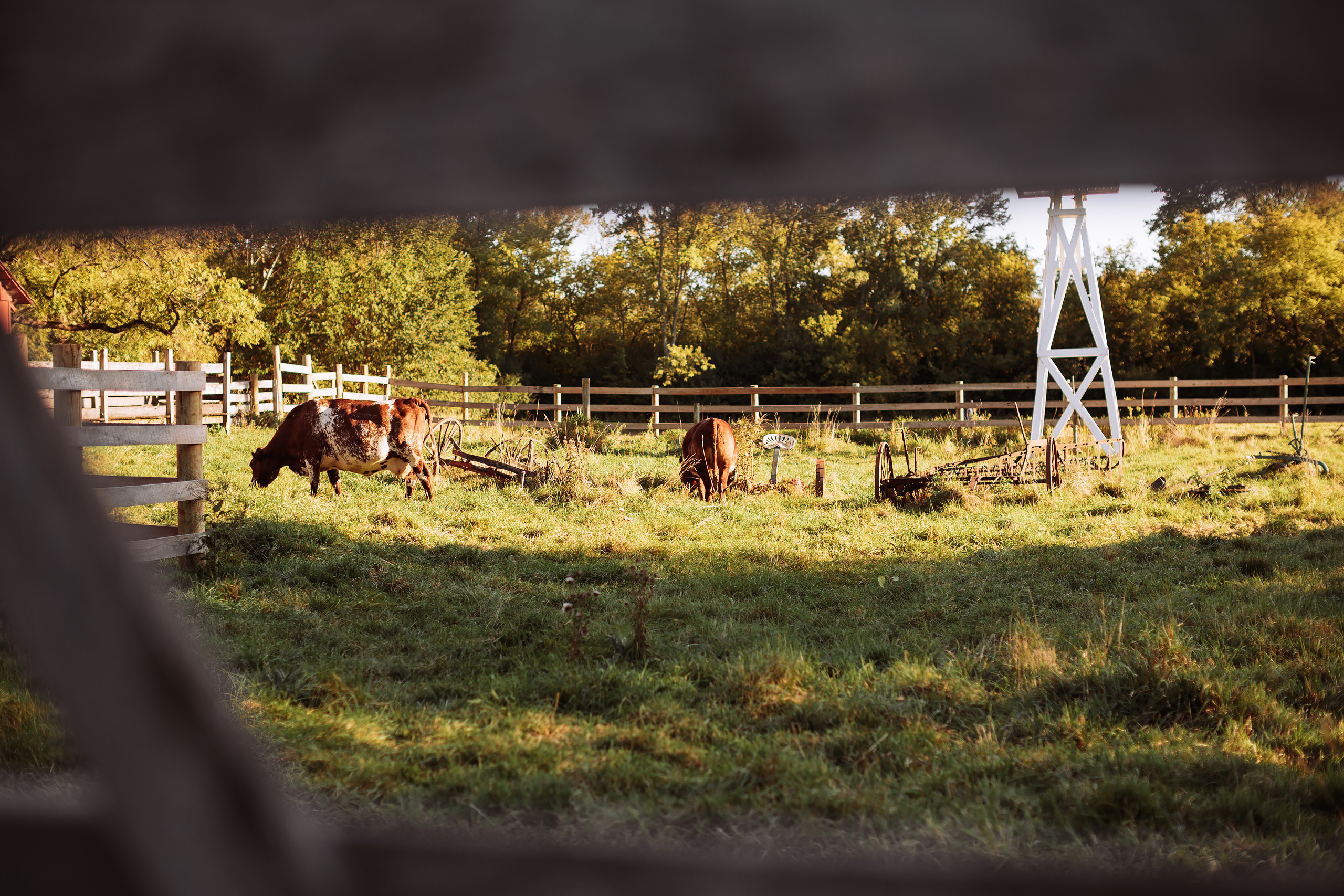 10.02.22 Family Photoshoot. Wedding family event photographer in Chicago Nick Yushevich