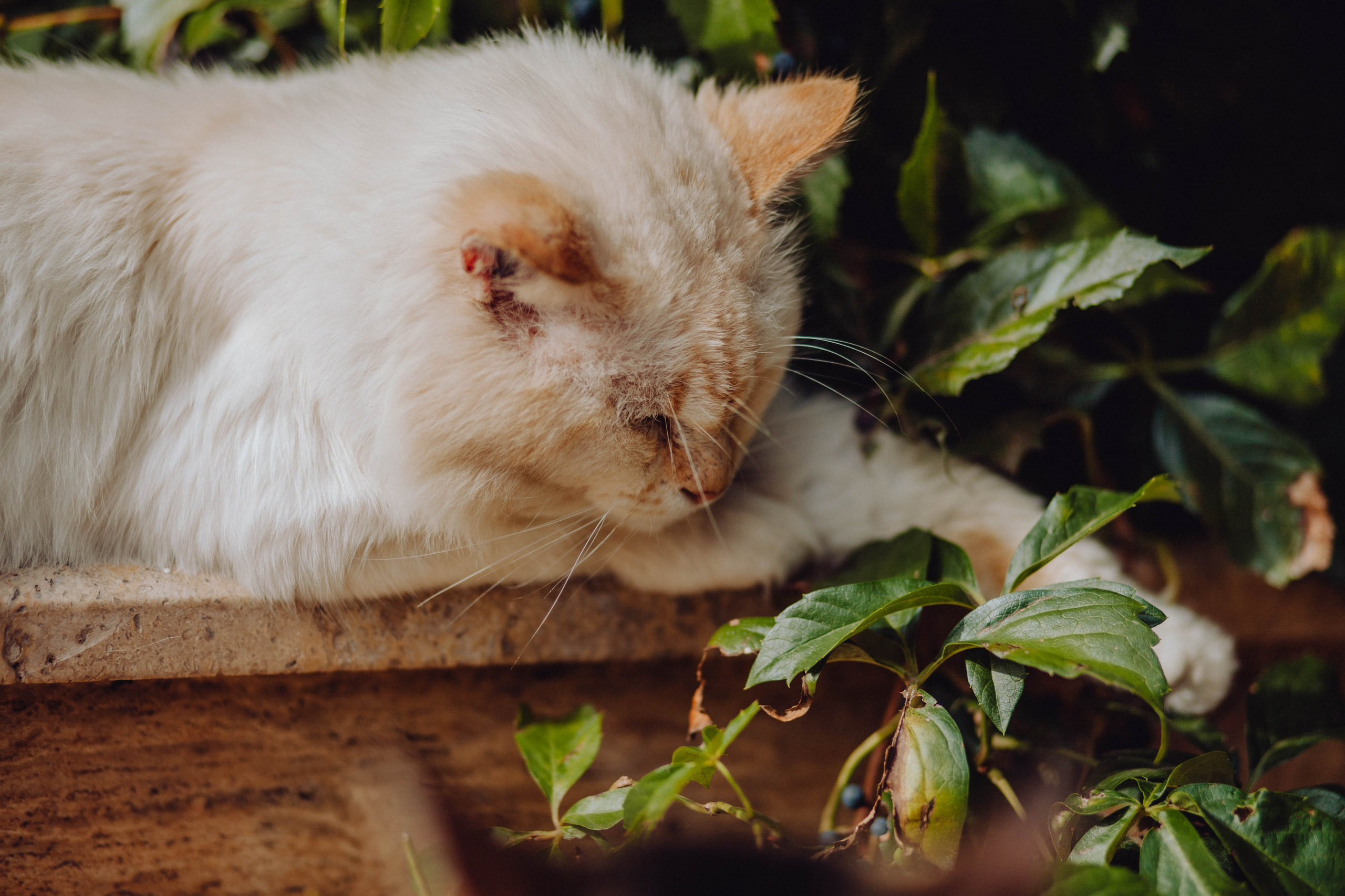 Portfolio. Wedding & couple photographer from Romania Rut Vetan