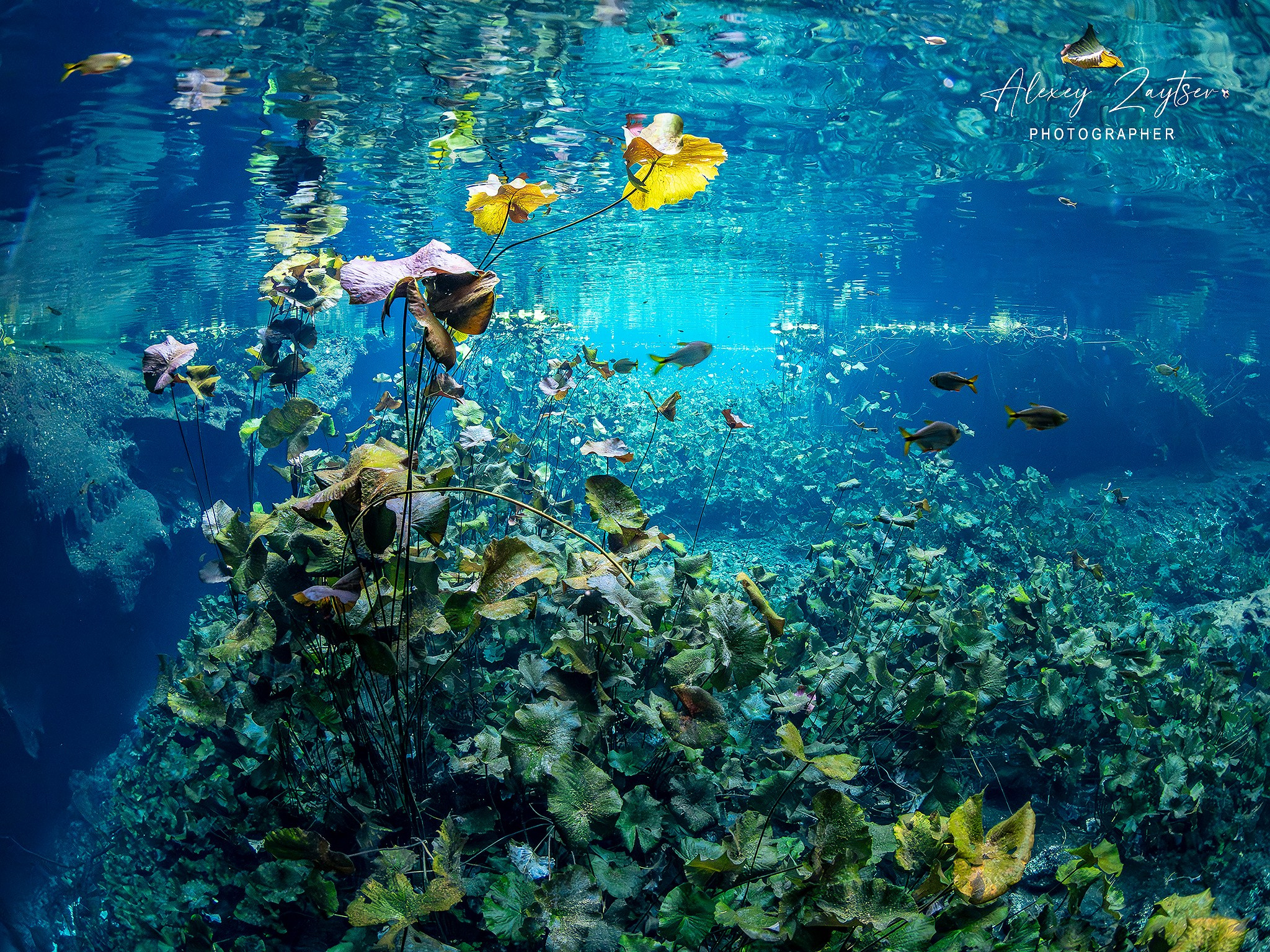 Senote. Your photographer on land and under water— Alexey Zaytsev