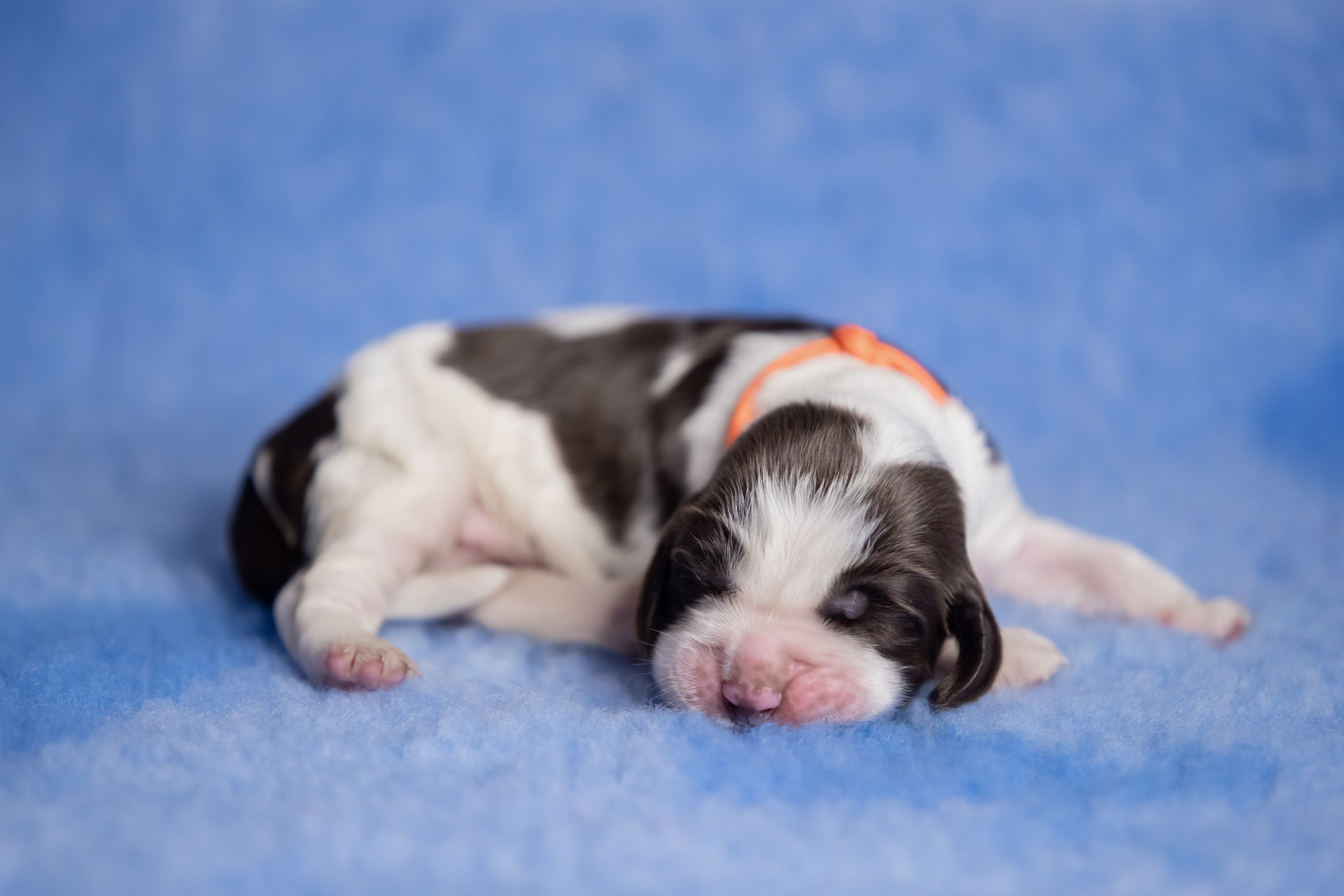 Male — Orange collar 🧡. Website of the titled stud dog of the Springer Spaniel breed
