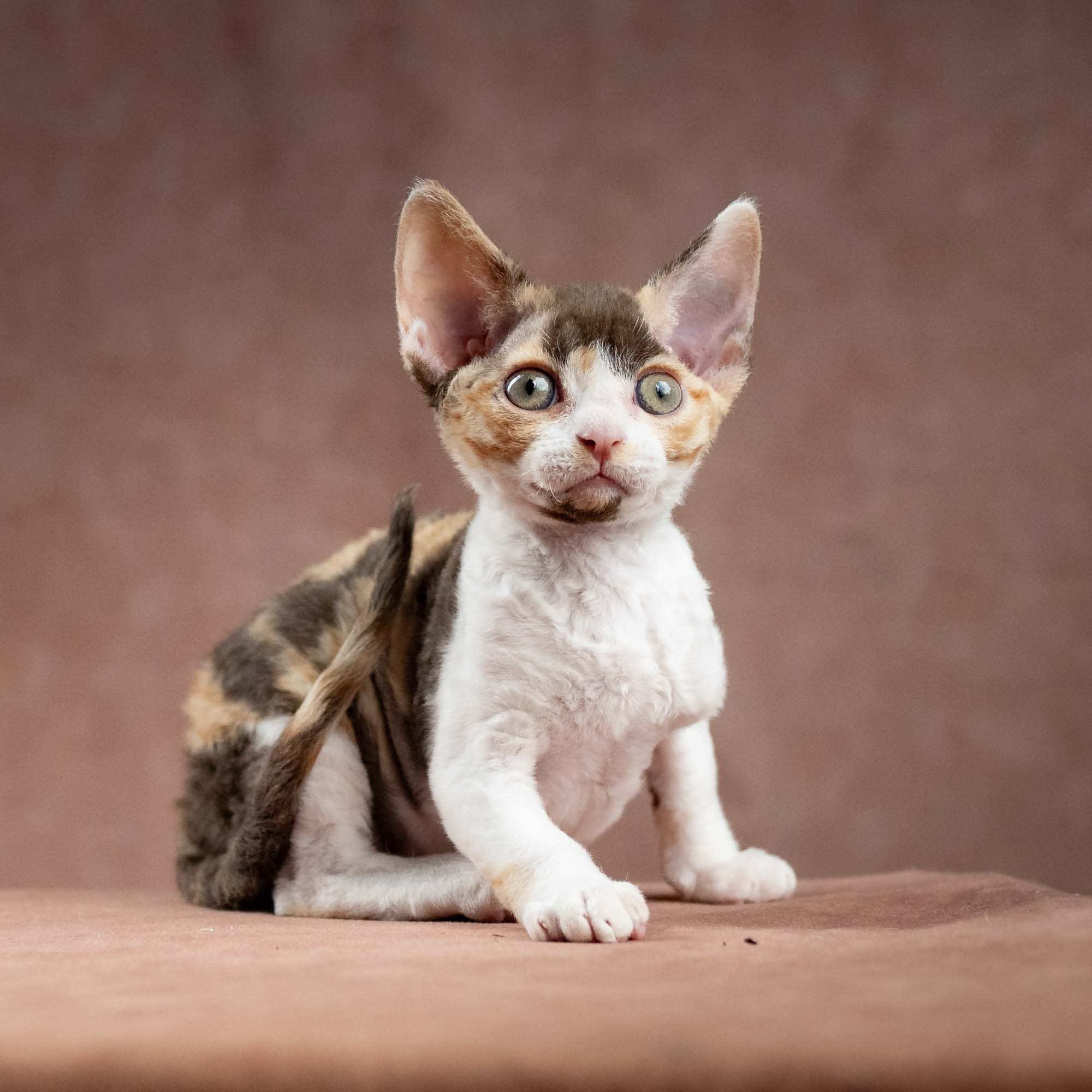 Dixie, girl, born on 06.06.24 SOLD. Devon Rex Pixie Cattery