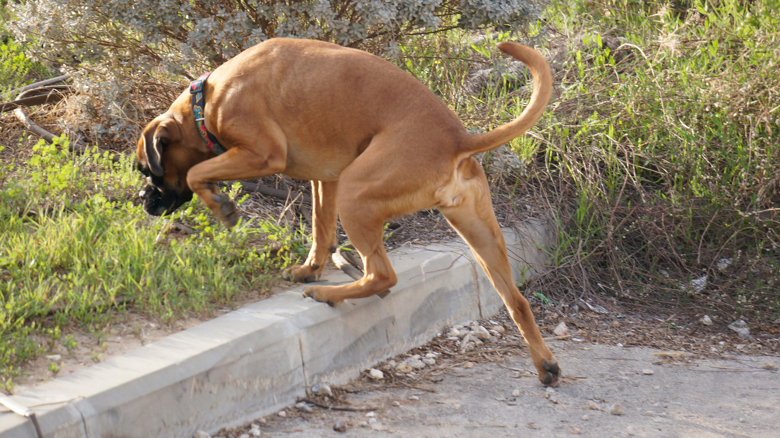 My ״Star״ Boxer Dog
