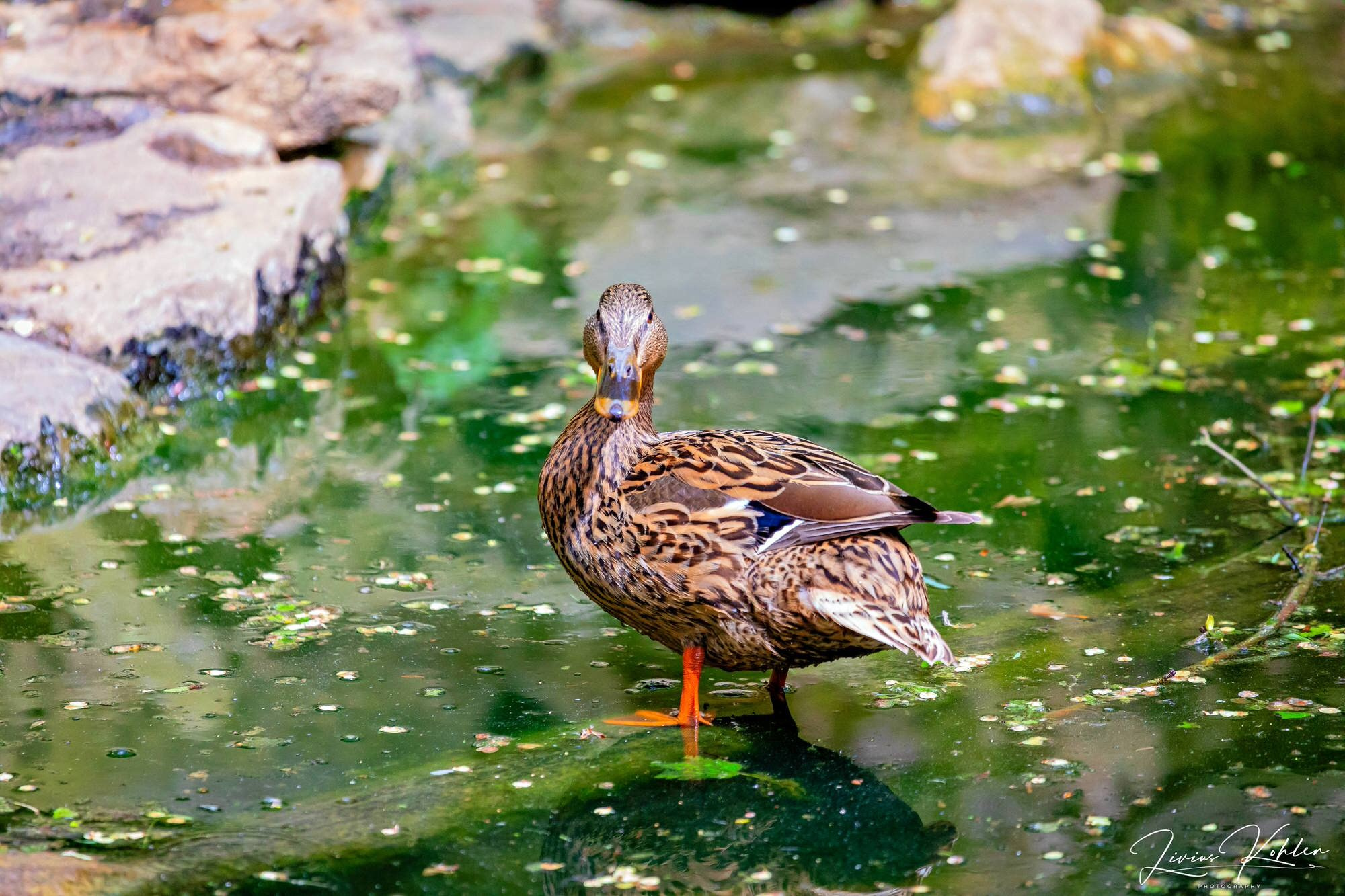 Wildpark Bad Mergentheim. FOTO KREATIV