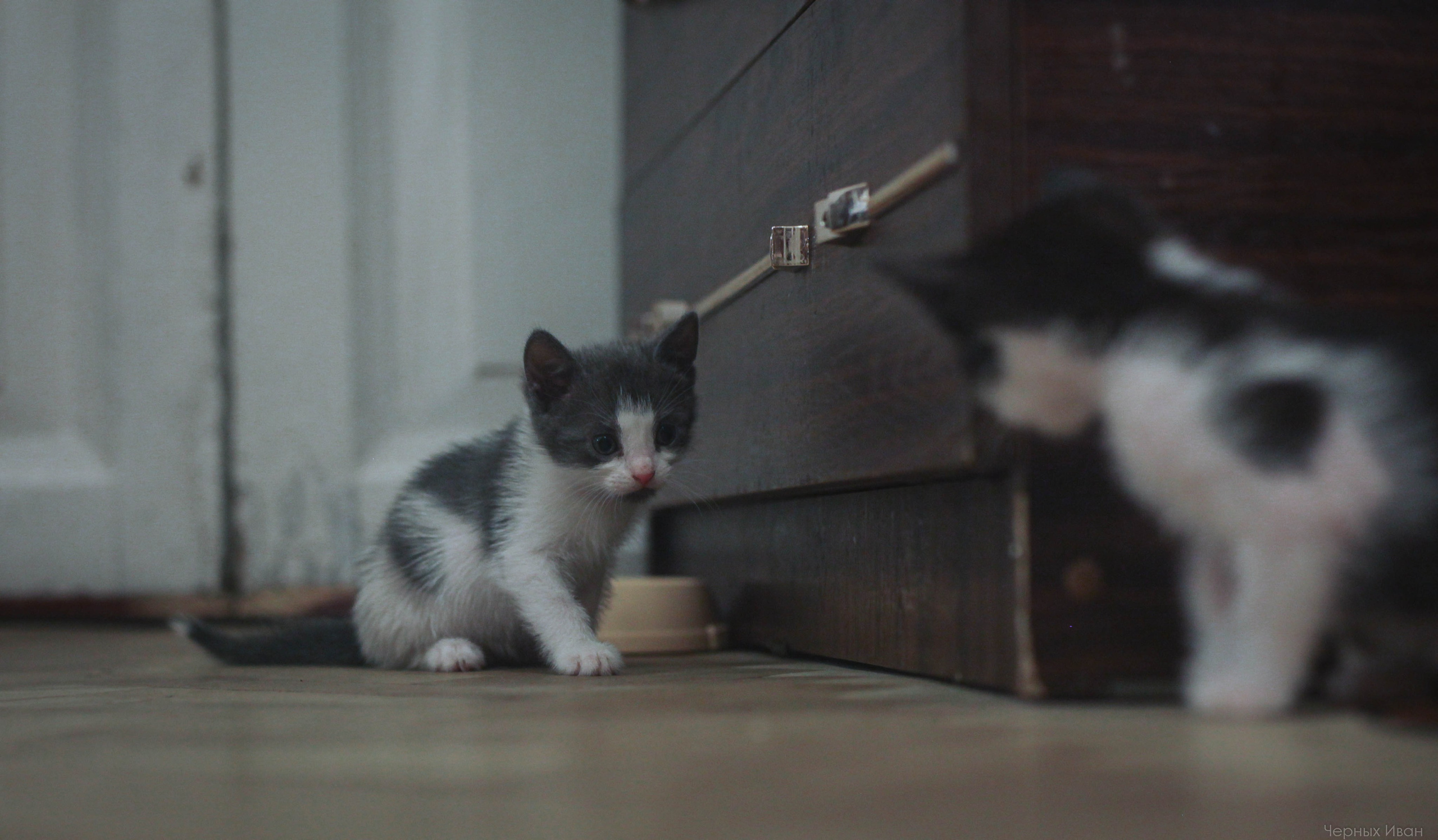 Кот шпедингера. Стрит-фотография, полная абсурда, идиотизма и красоты