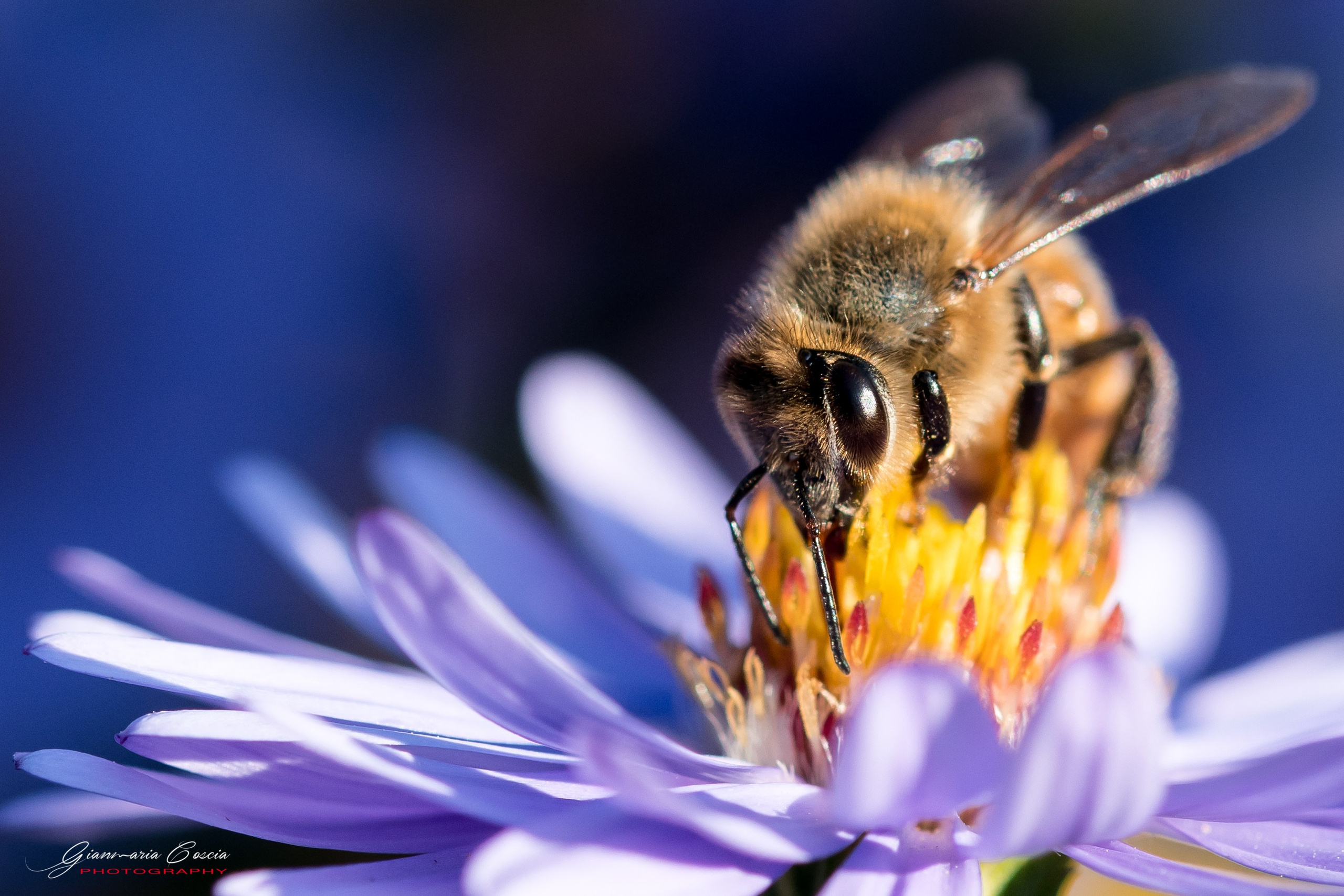 “Gianmaria Coscia fotografo per passione”