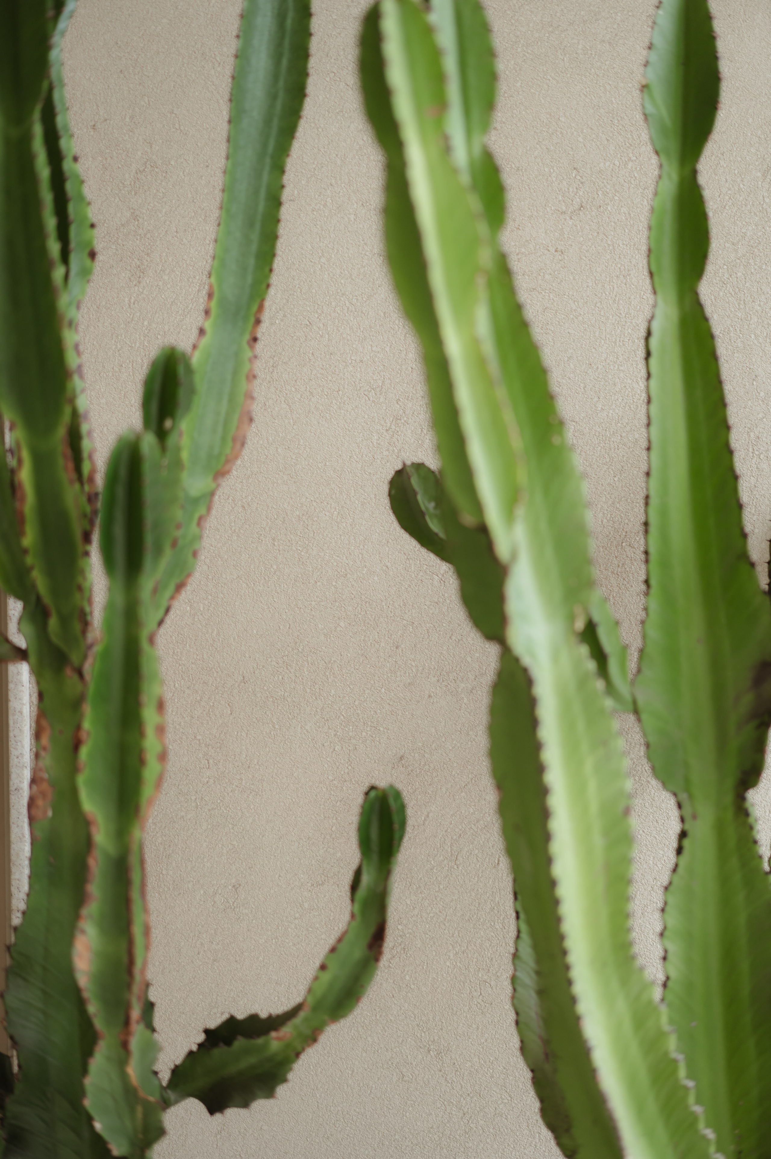 Marcella & Daniel. Lembrar não é só ver. É sentir de novo