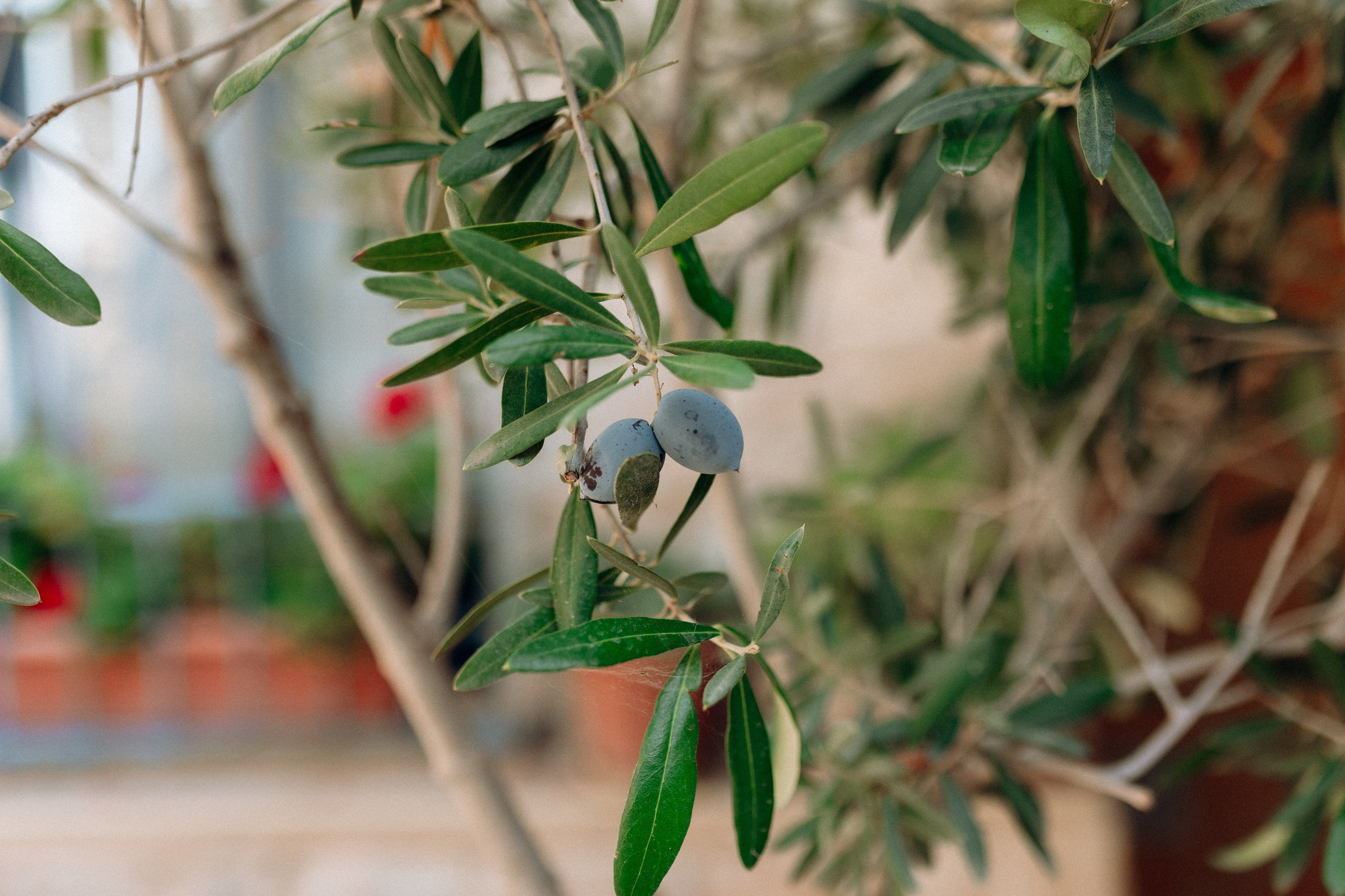 Dreams Came True. Https://shi-photo.com/