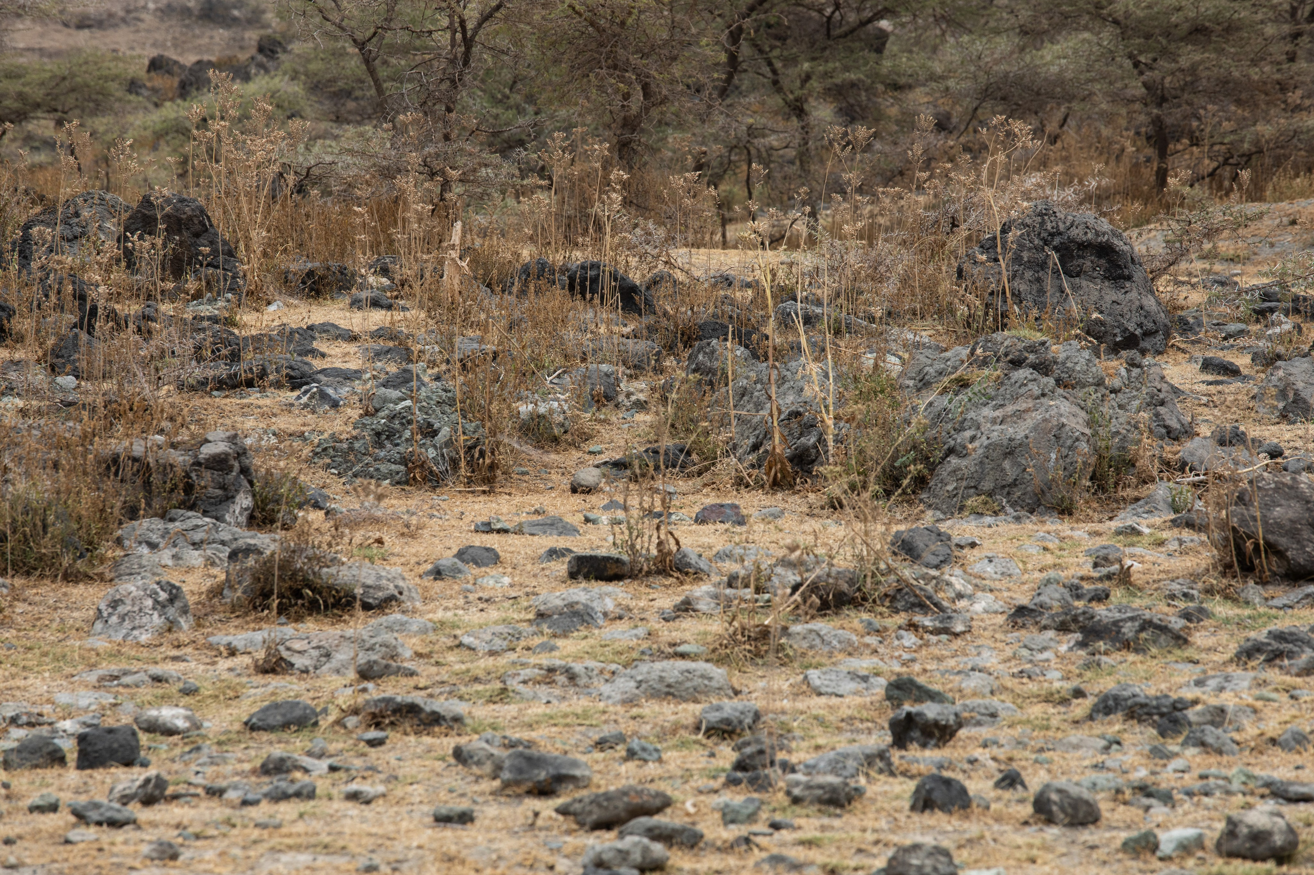 Abijatta Shalla National Park, Ethiopia. Documentary, lifestile photographer in Morocco Marina Chaikovskaia