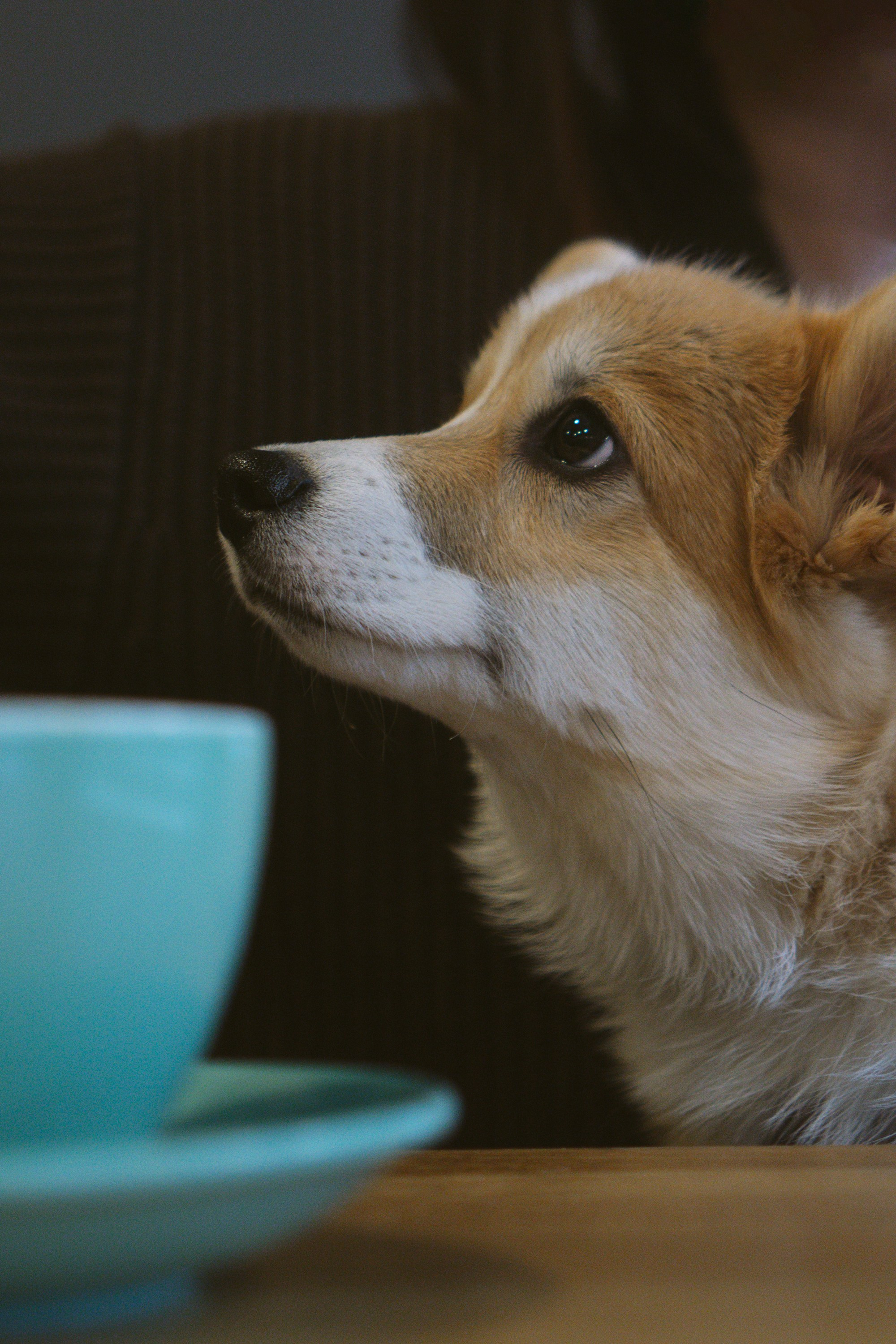 Anastasia and her Ada, Pembroke Welsh Corgi. Kat Laisaar — Pet photographer in Tallinn