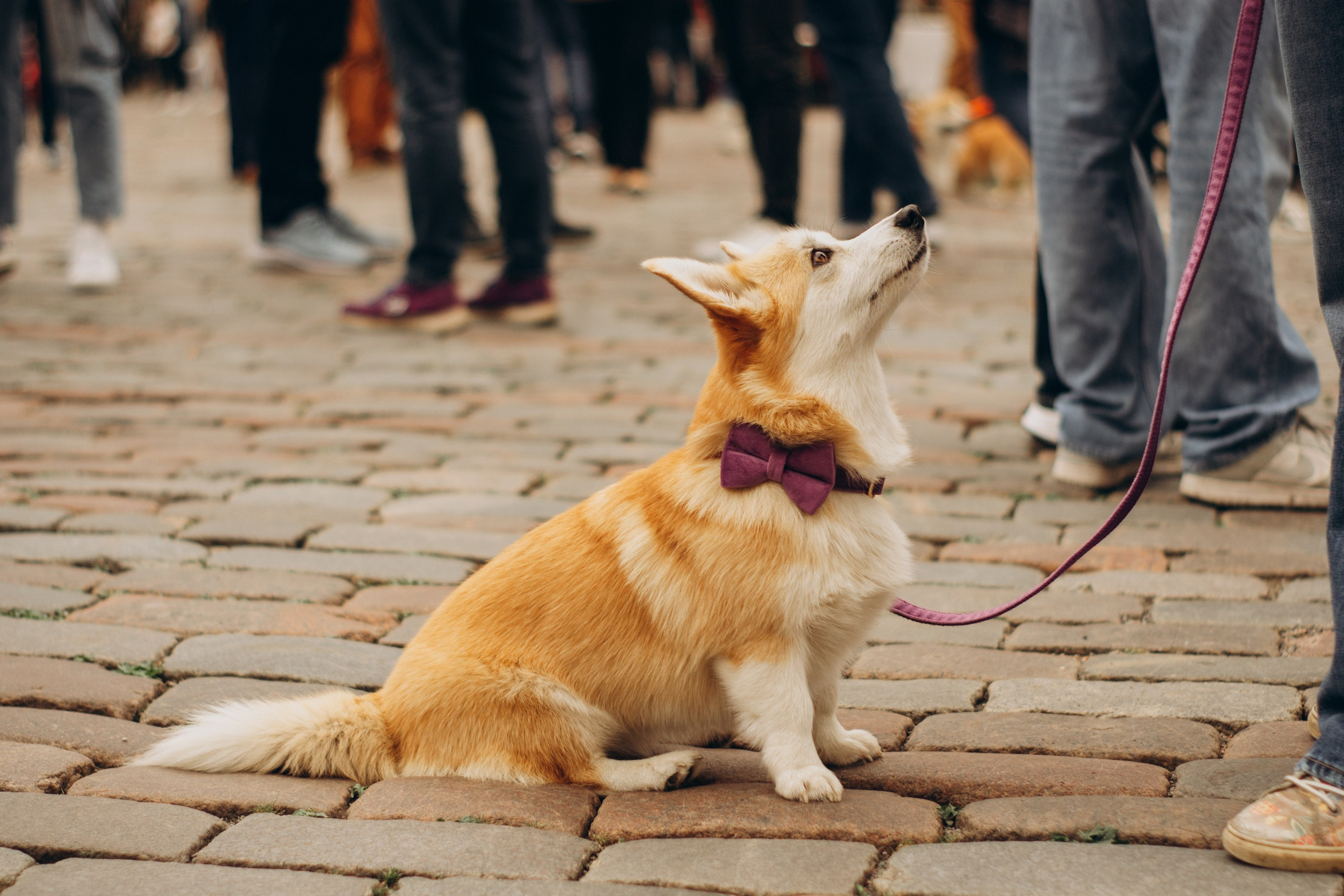Corgi party, september. Kat Laisaar — Pet photographer in Tallinn
