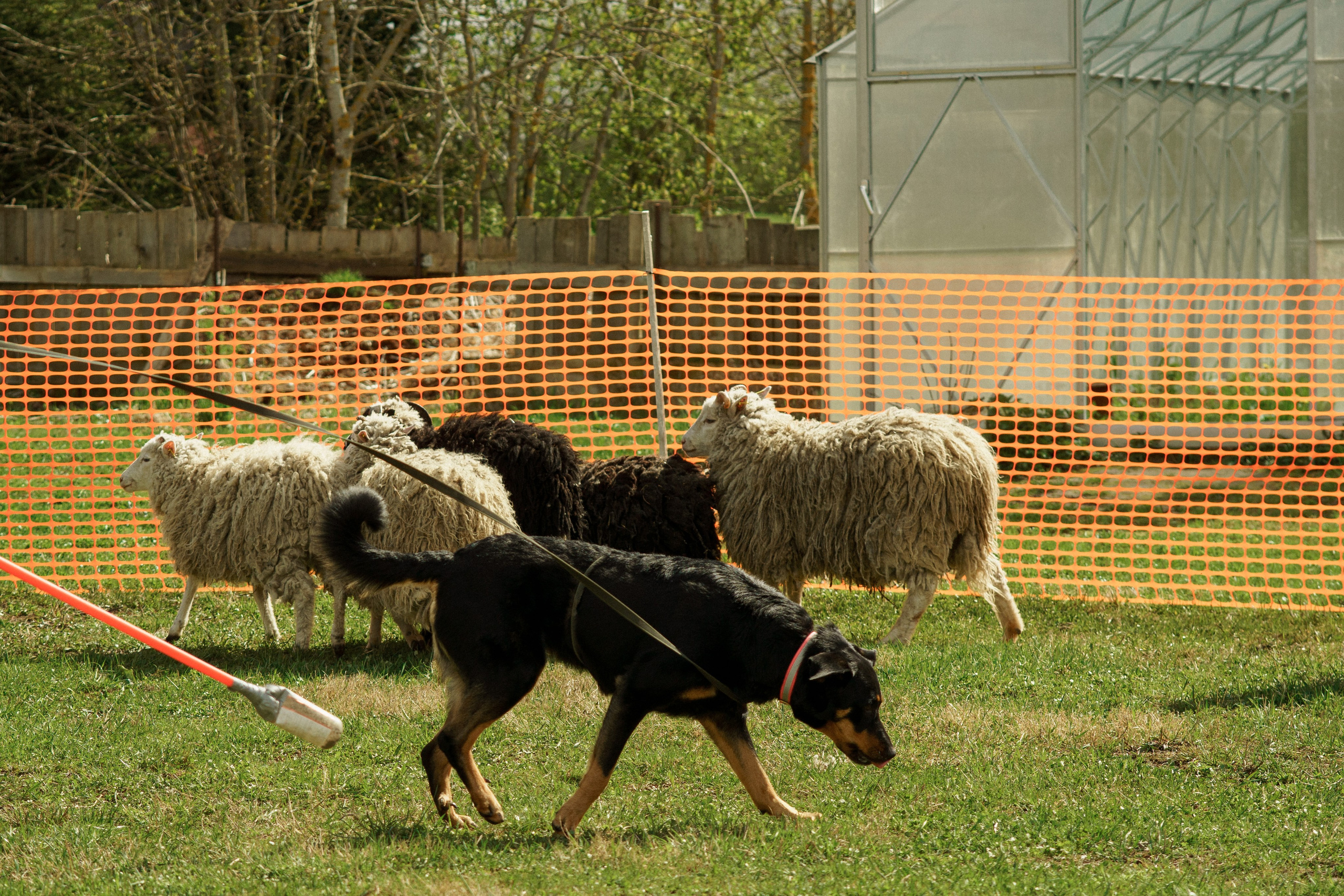 Herding Days, 26 apr. 2025. Kat Laisaar — Pet photographer in Tallinn