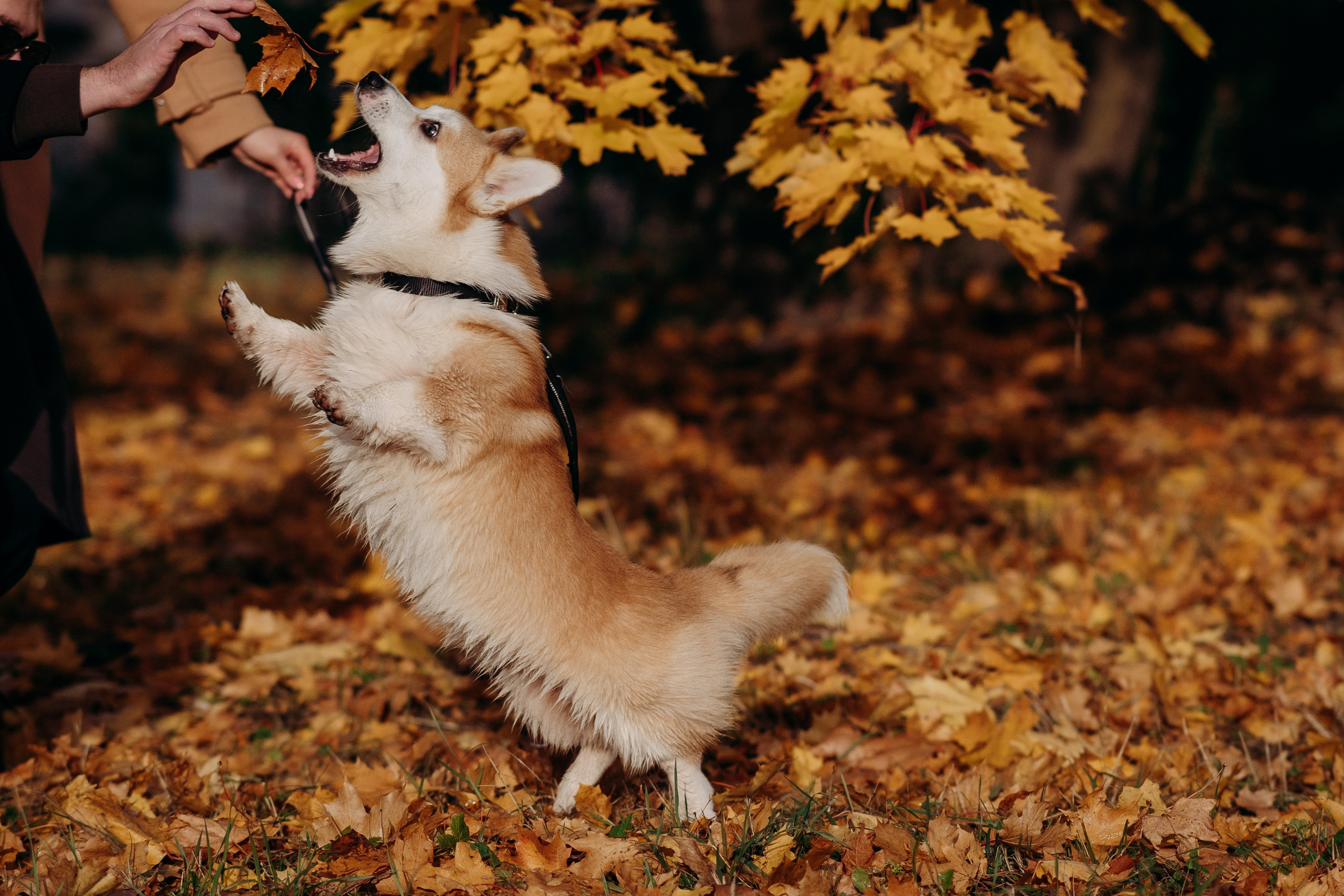 Liisa, Alexander & Marsel. Фотограф-анималист в Таллинне, Катя Лайсаар