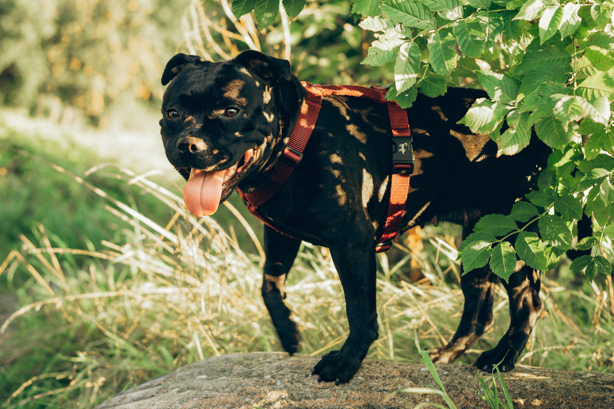 Severa and Barracuda, Staffordshire Bull Terriers. Kat Laisaar — Pet photographer in Tallinn