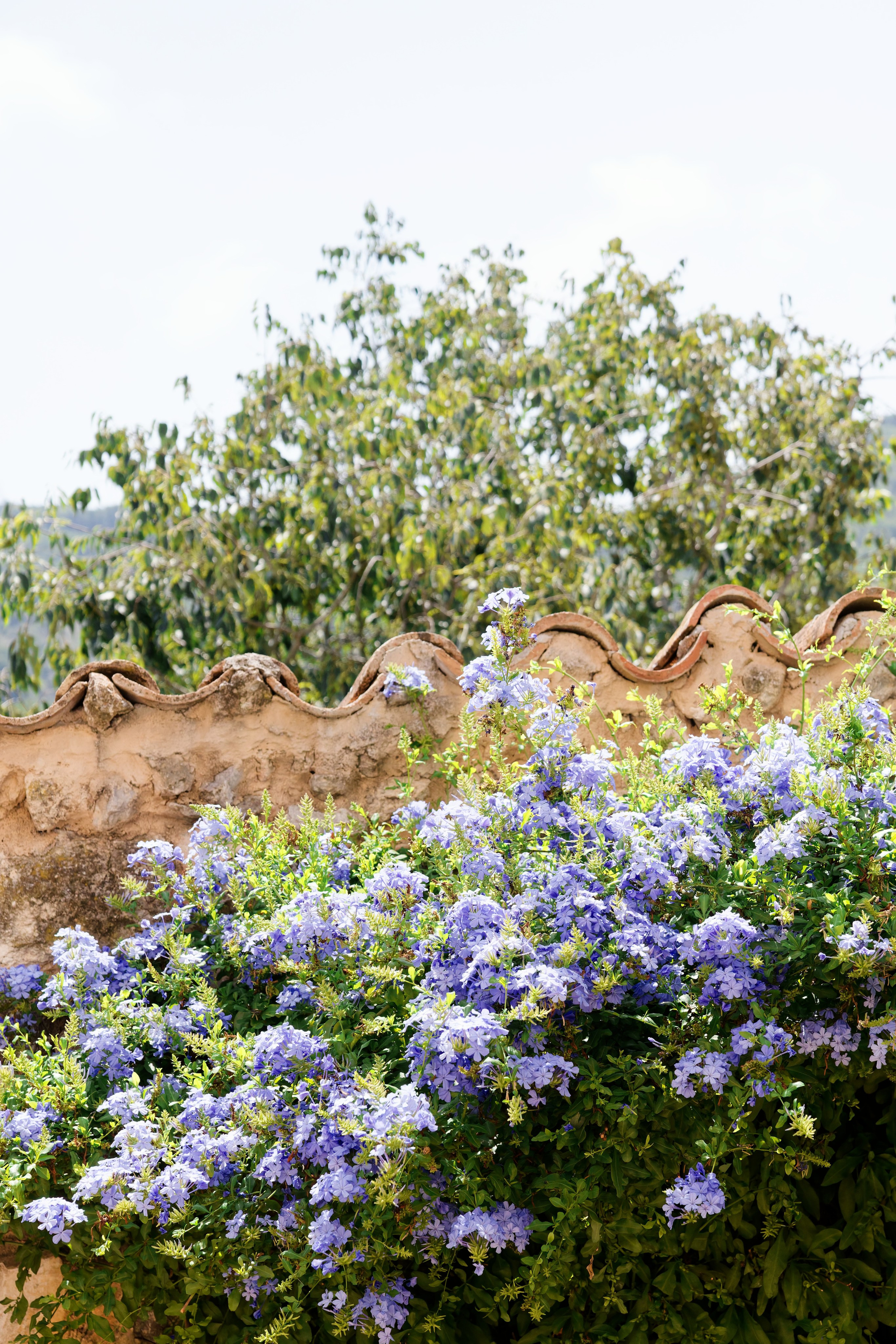 Haldi Ceremony & Mehndi Night & pre-wedding dinner, Barcelona