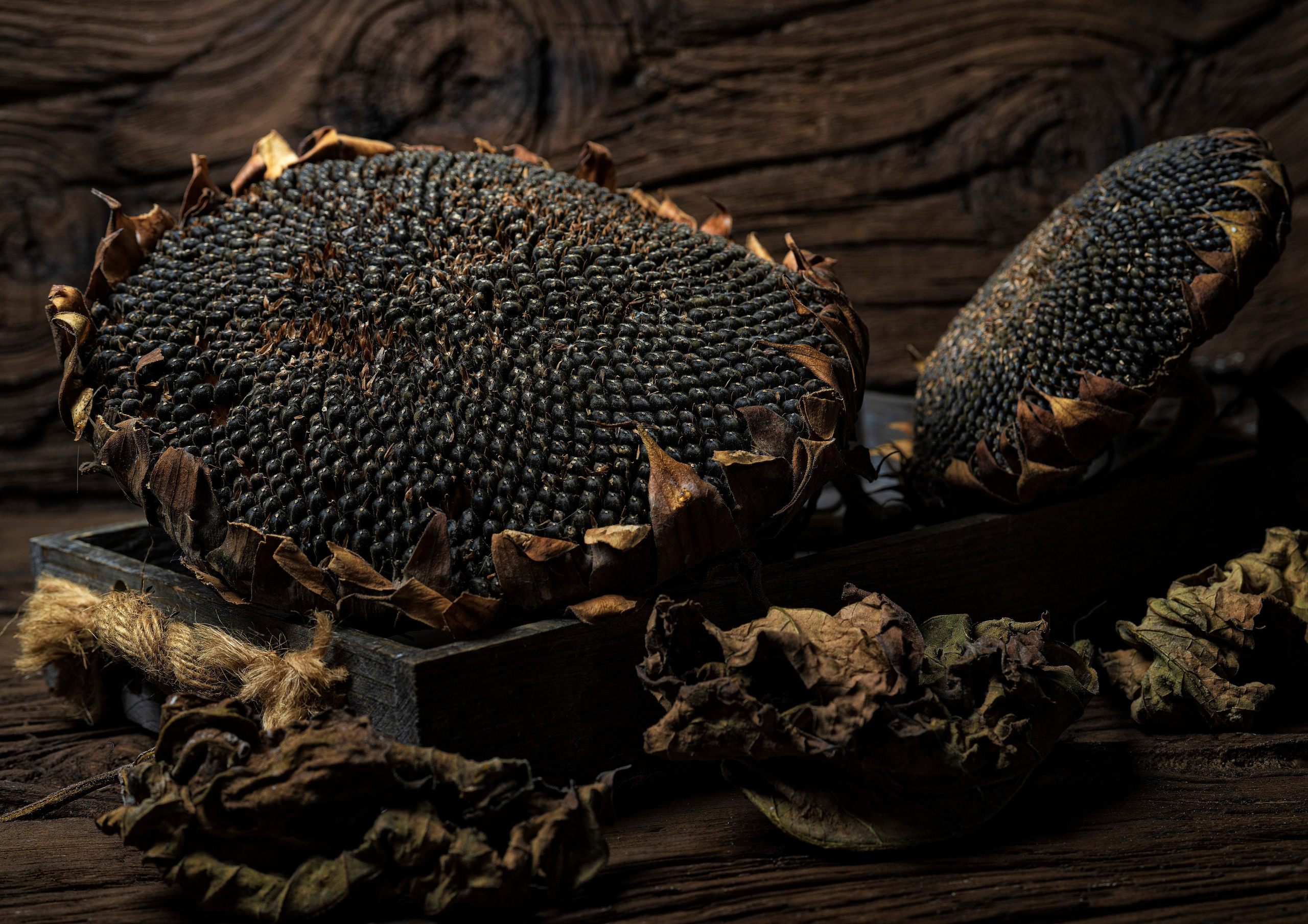 КОРИЧНЕВЫЙ ЦВЕТ. LUKIN IGOR Photography