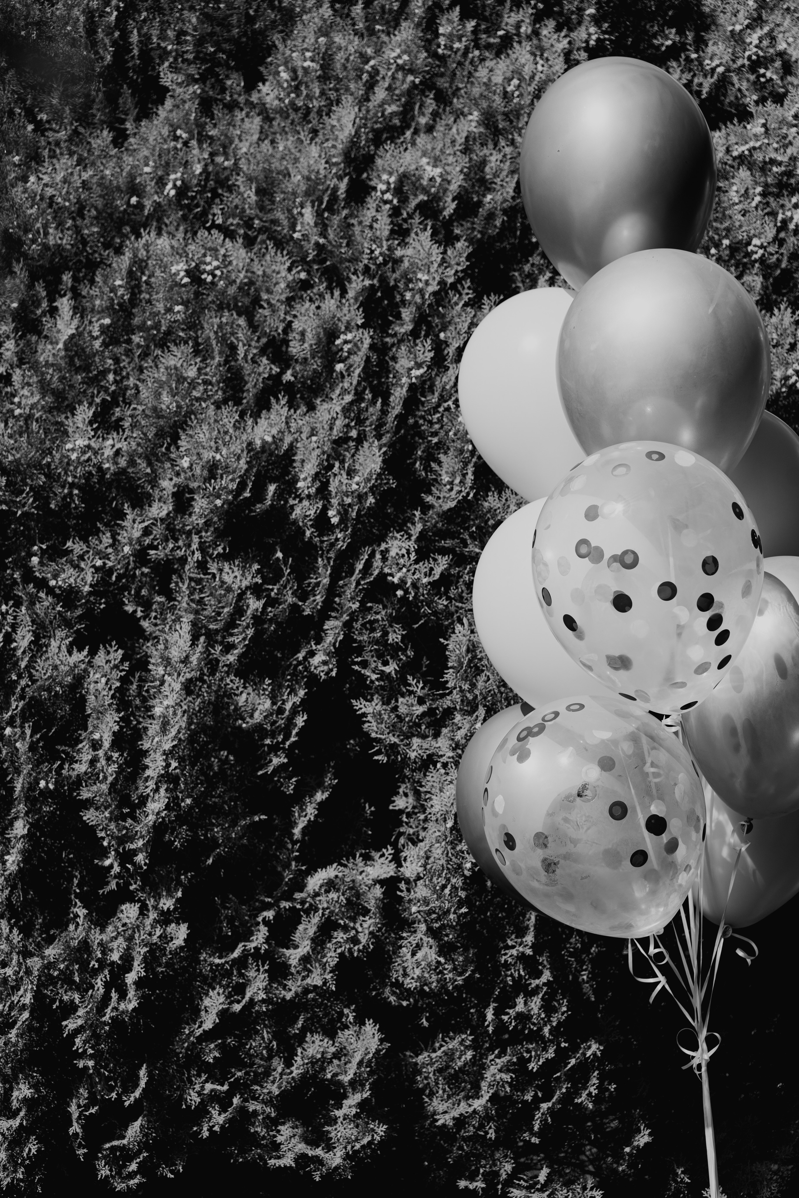 Birthday. Семейный фотограф. Сербия. Нови-Сад. Белград