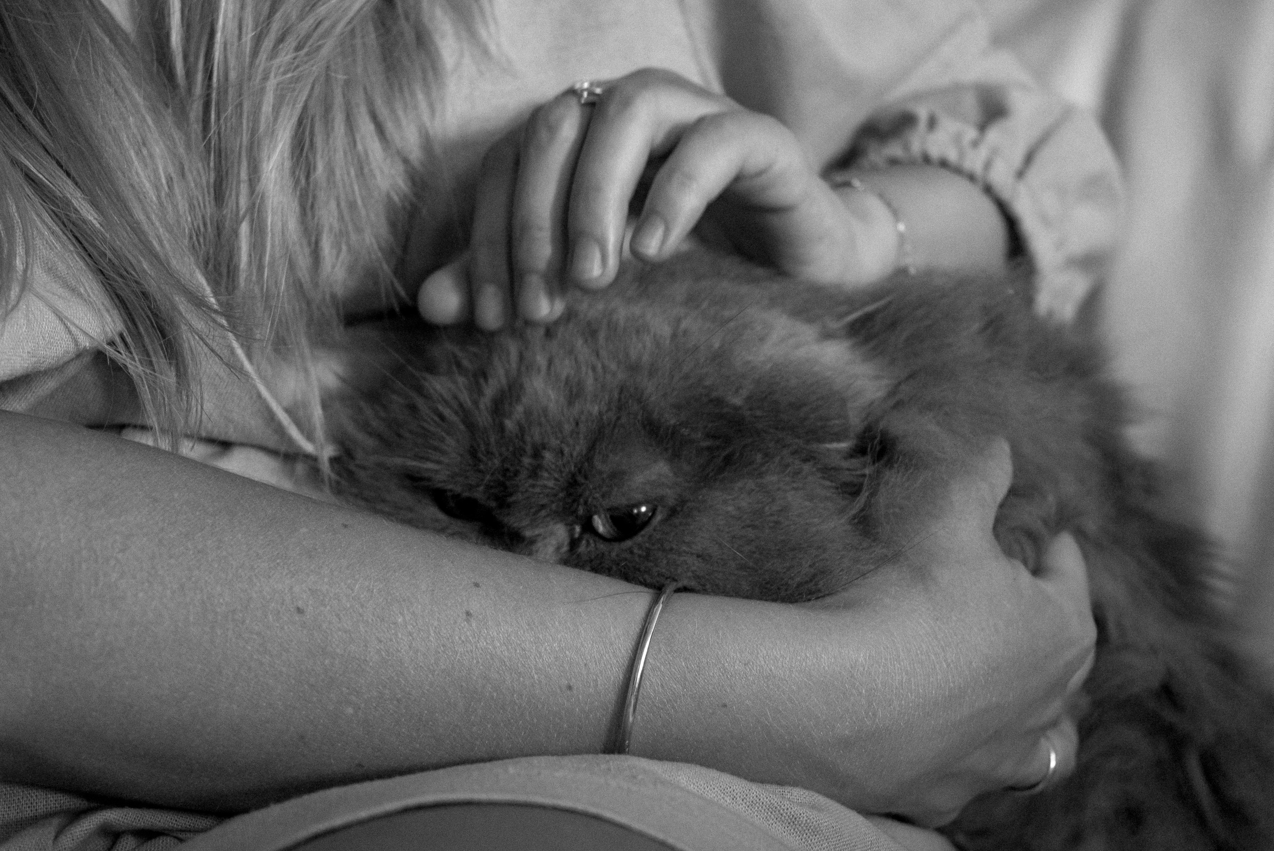 Домашняя история. Семейный фотограф. Сербия. Нови-Сад. Белград