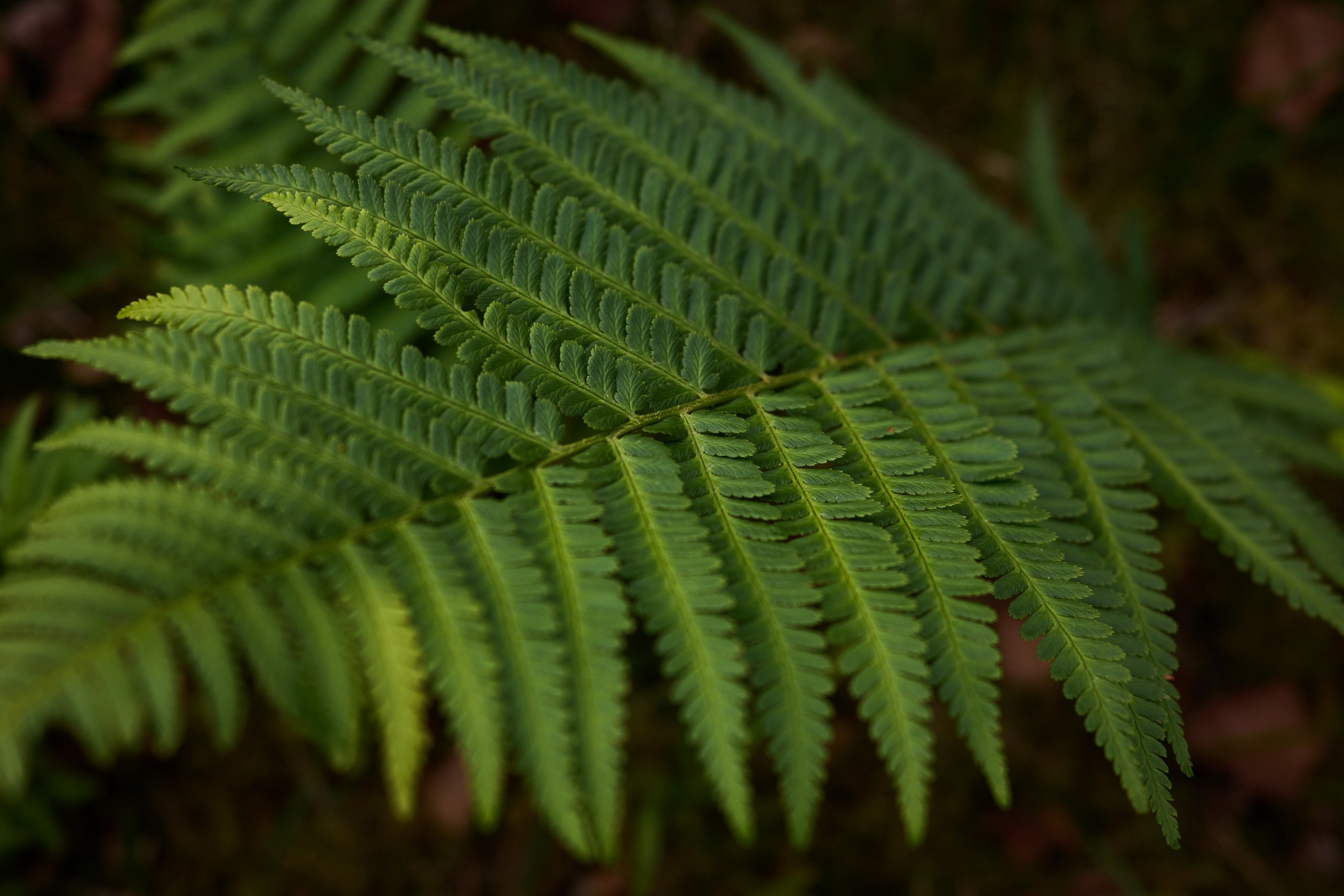 Nature & Wildlife. Yuri Popkov | Photographer