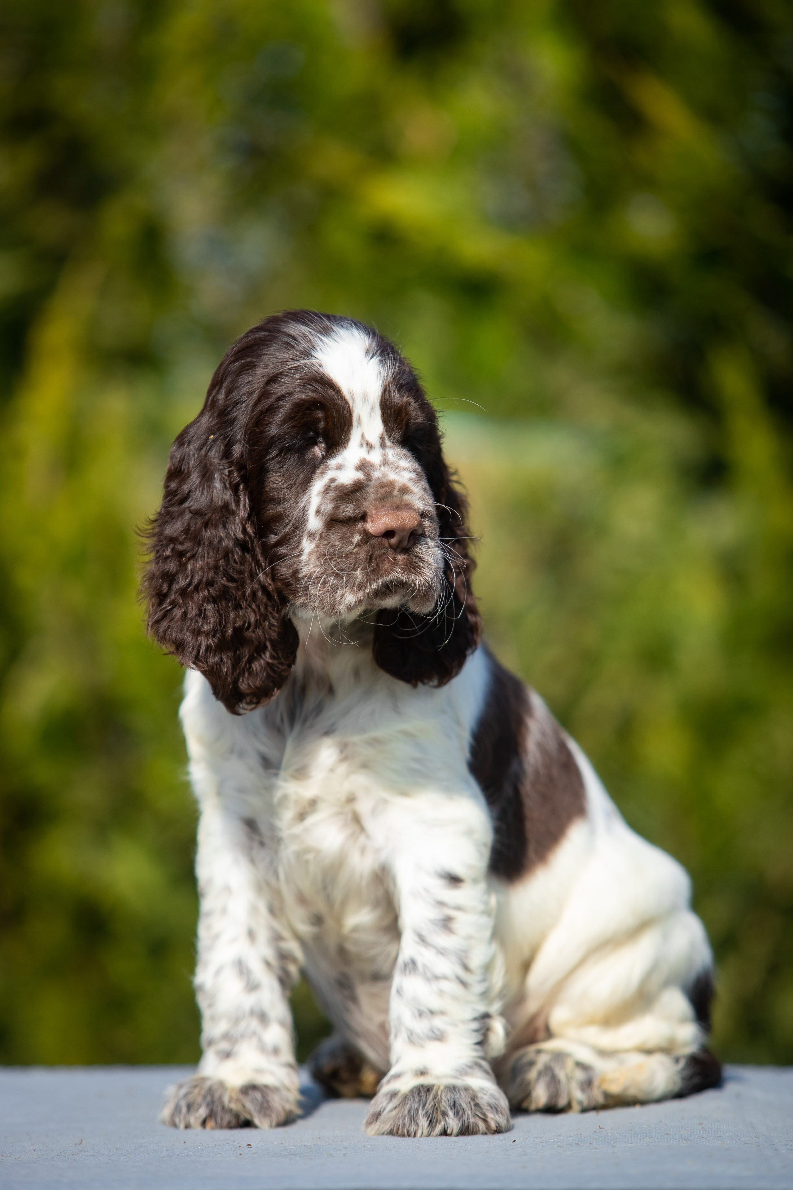 Male — Blue collar 💙. Website of the titled stud dog of the Springer Spaniel breed