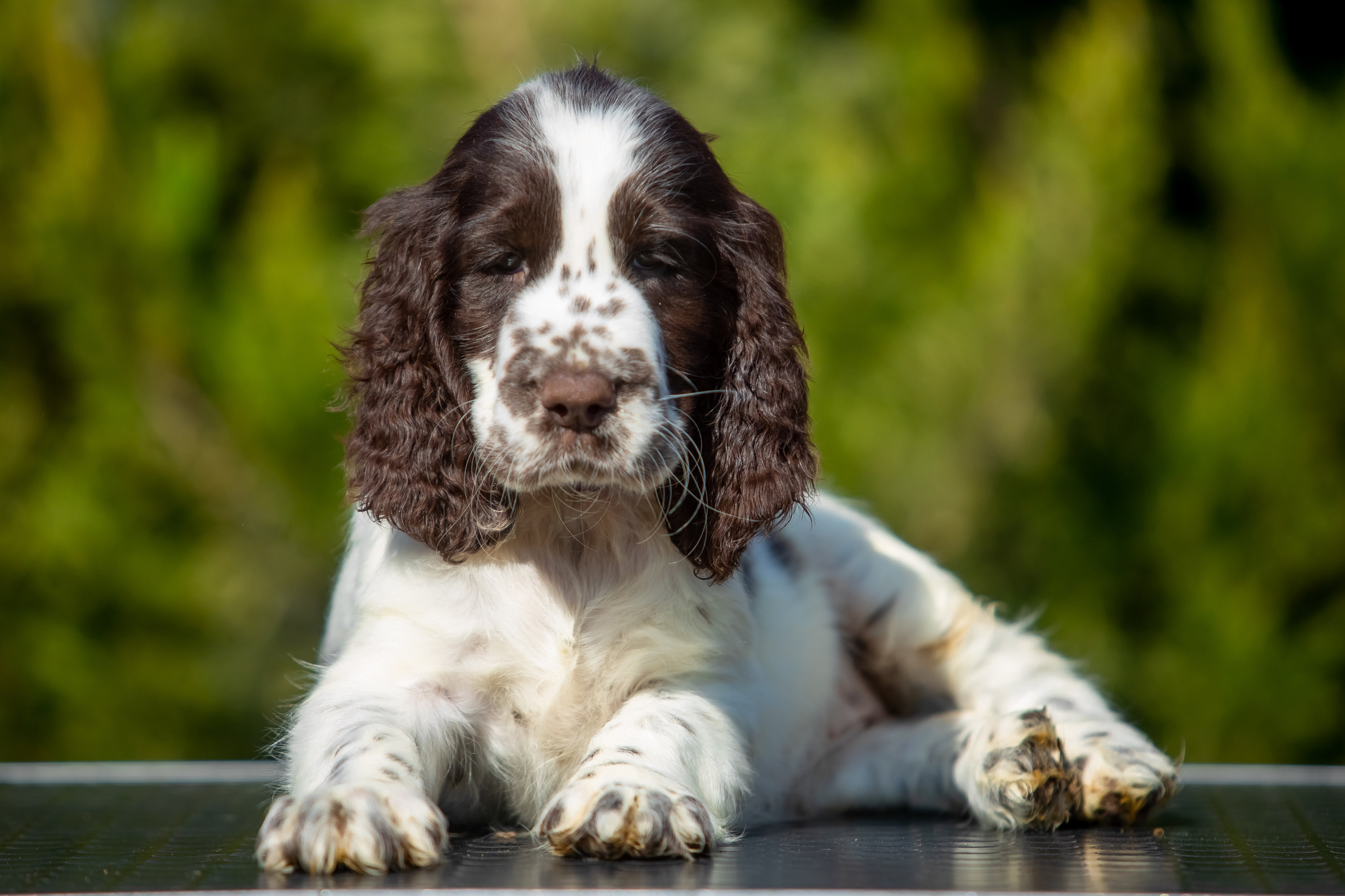 Female — Purple collar💜. Website of the titled stud dog of the Springer Spaniel breed