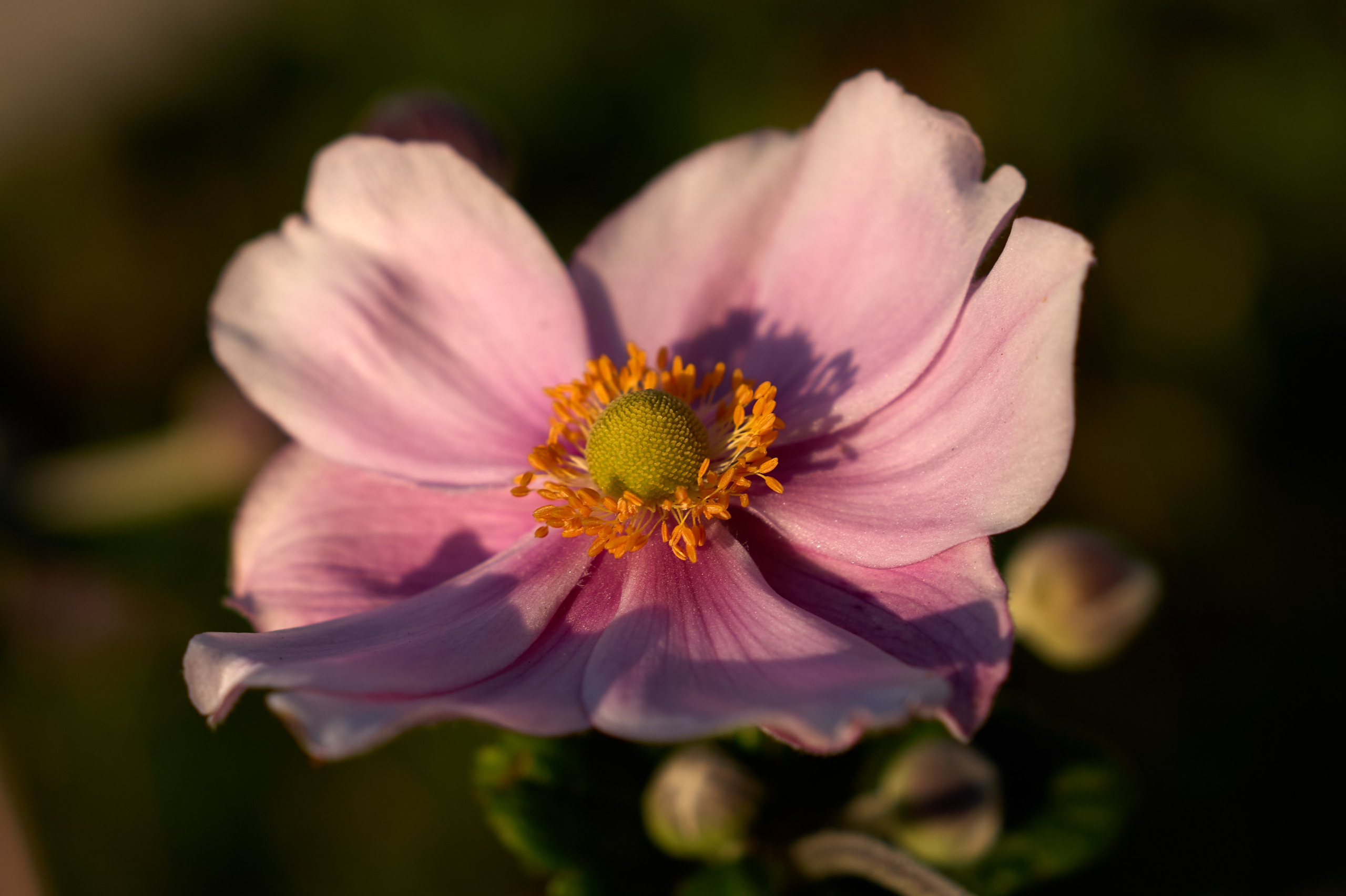 Природа. Photographer Нелли Биева