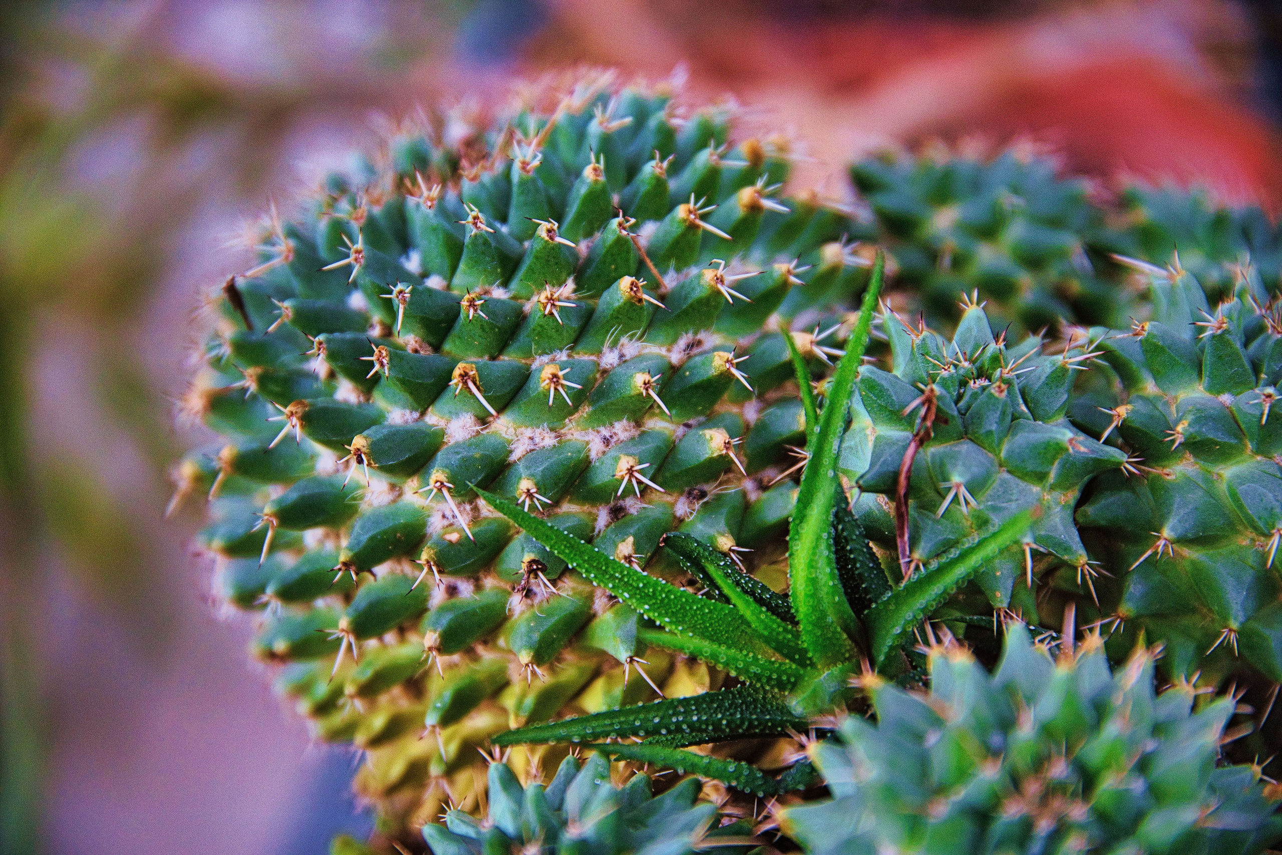 Portret bebeluș la botez realizat de Mitroi Iulian