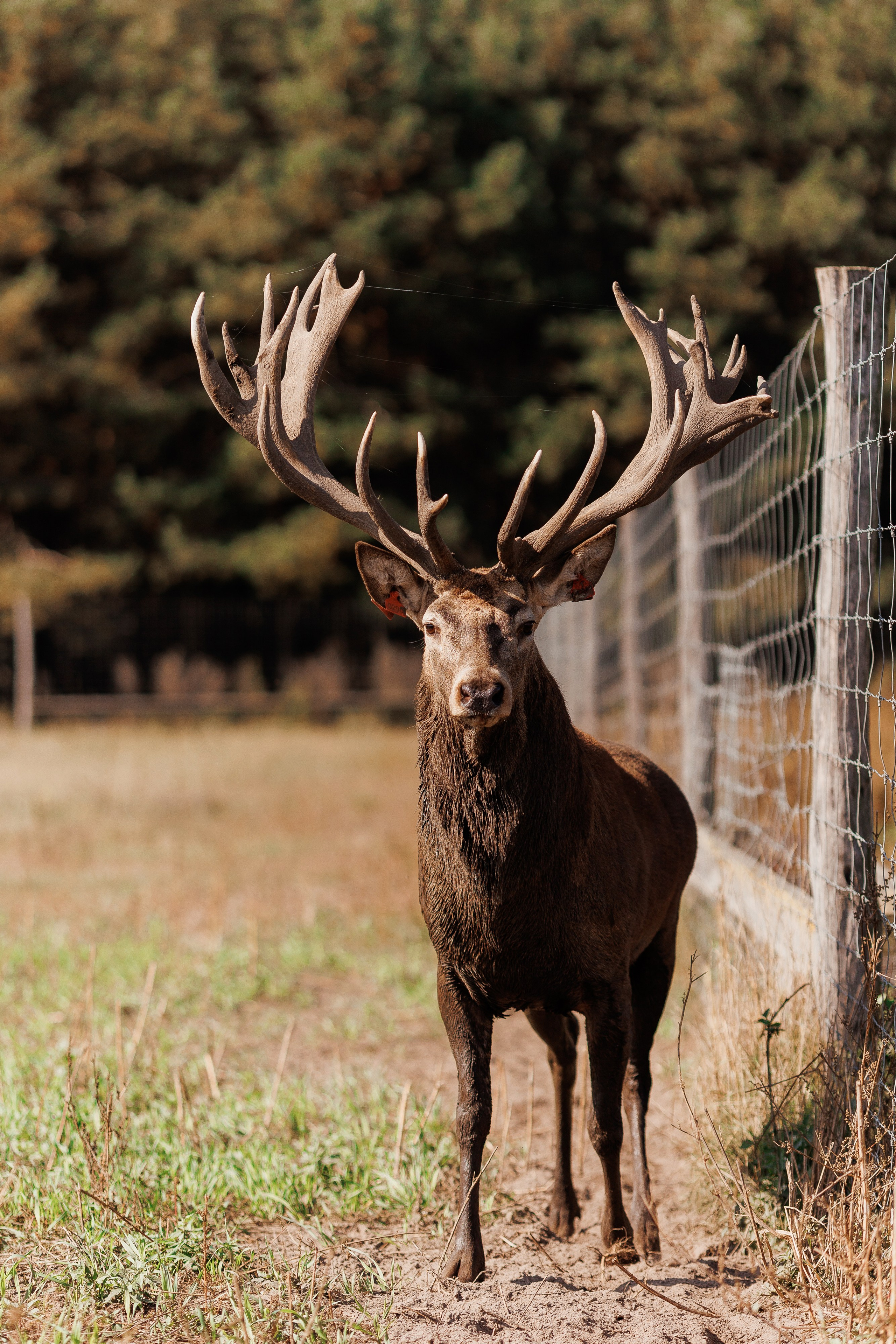 Екопарк Аміла. Ірина Терещук