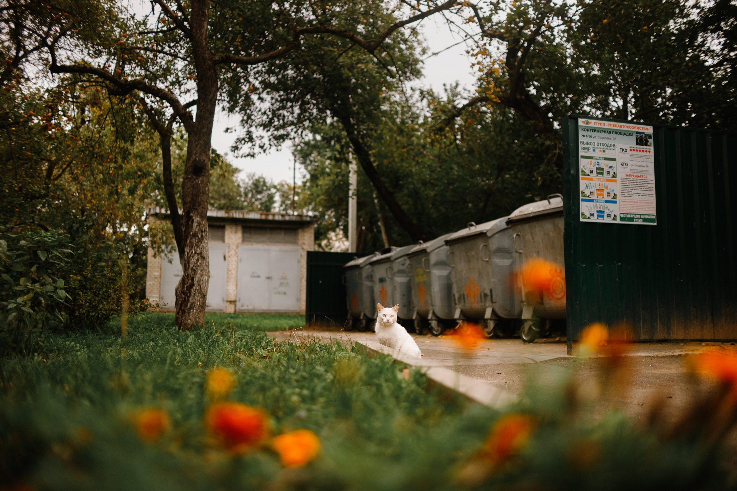 Grodno. Kaja | fotograf we Wrocławiu | ludzie i psy