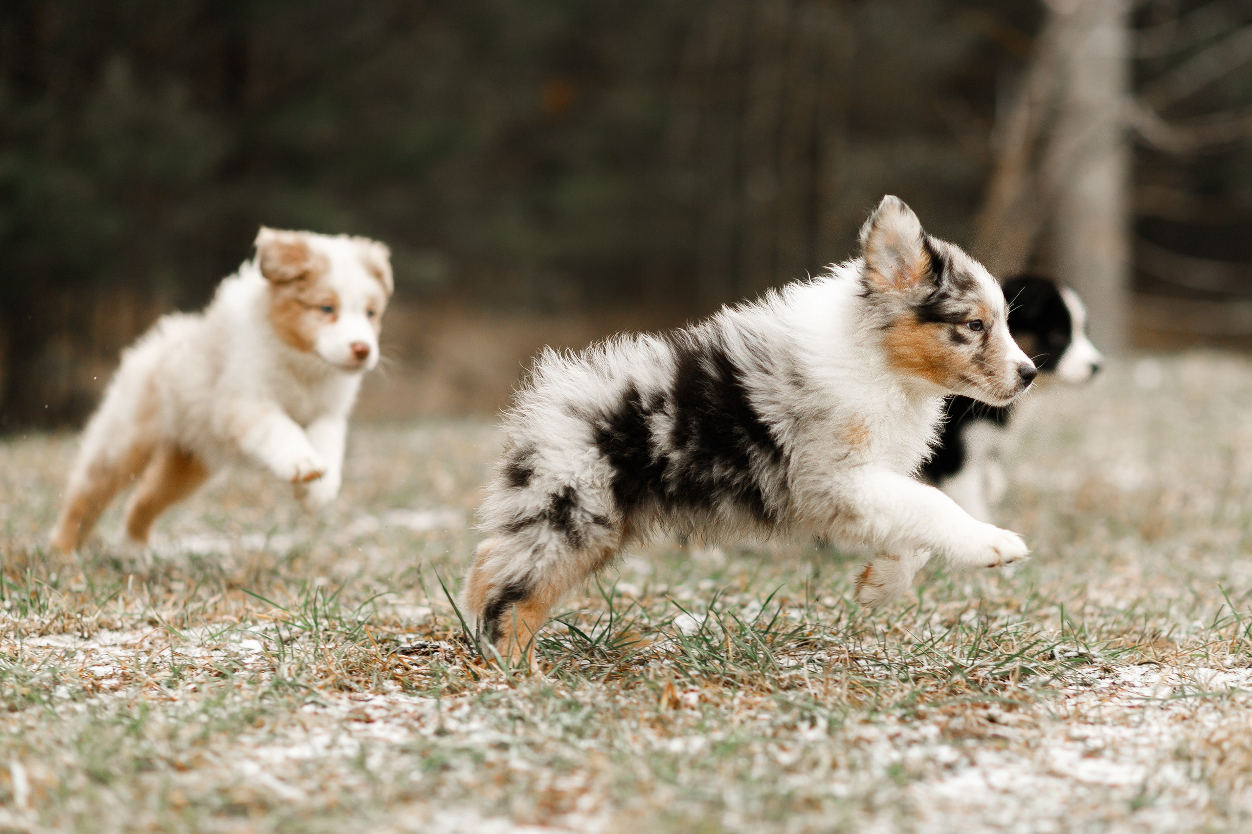 Pack of aussie puppies. Kaja | fotograf psów we Wrocławiu