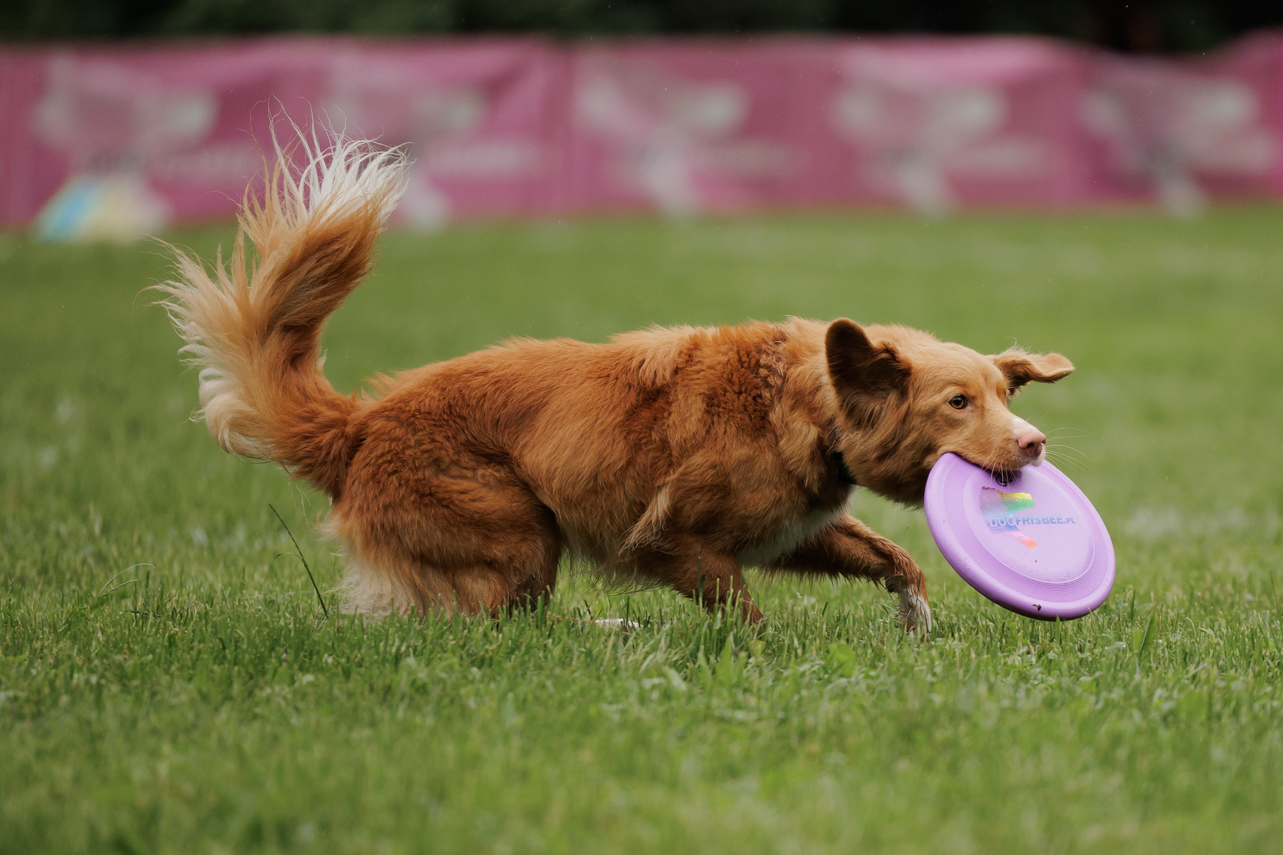 Latające psy, Wrocław'25. Kaja | fotograf psów we Wrocławiu