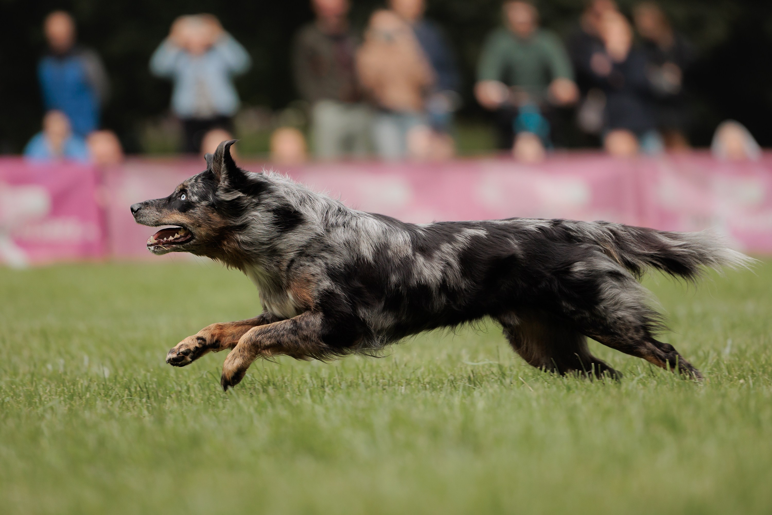 Latające psy, Wrocław'25. Kaja | fotograf psów we Wrocławiu