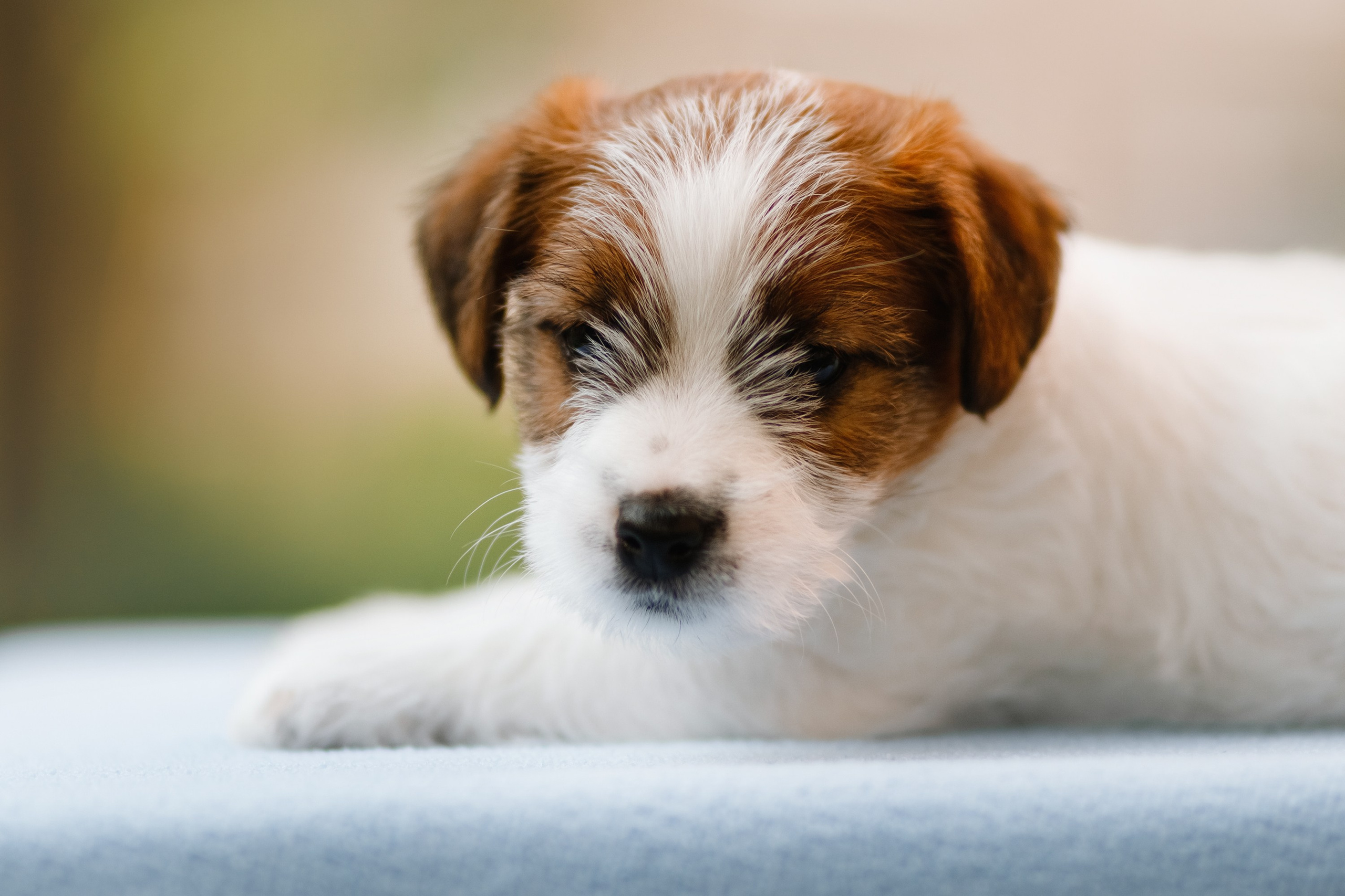 Jack russel puppies. Kaja | fotograf we Wrocławiu | ludzie i psy