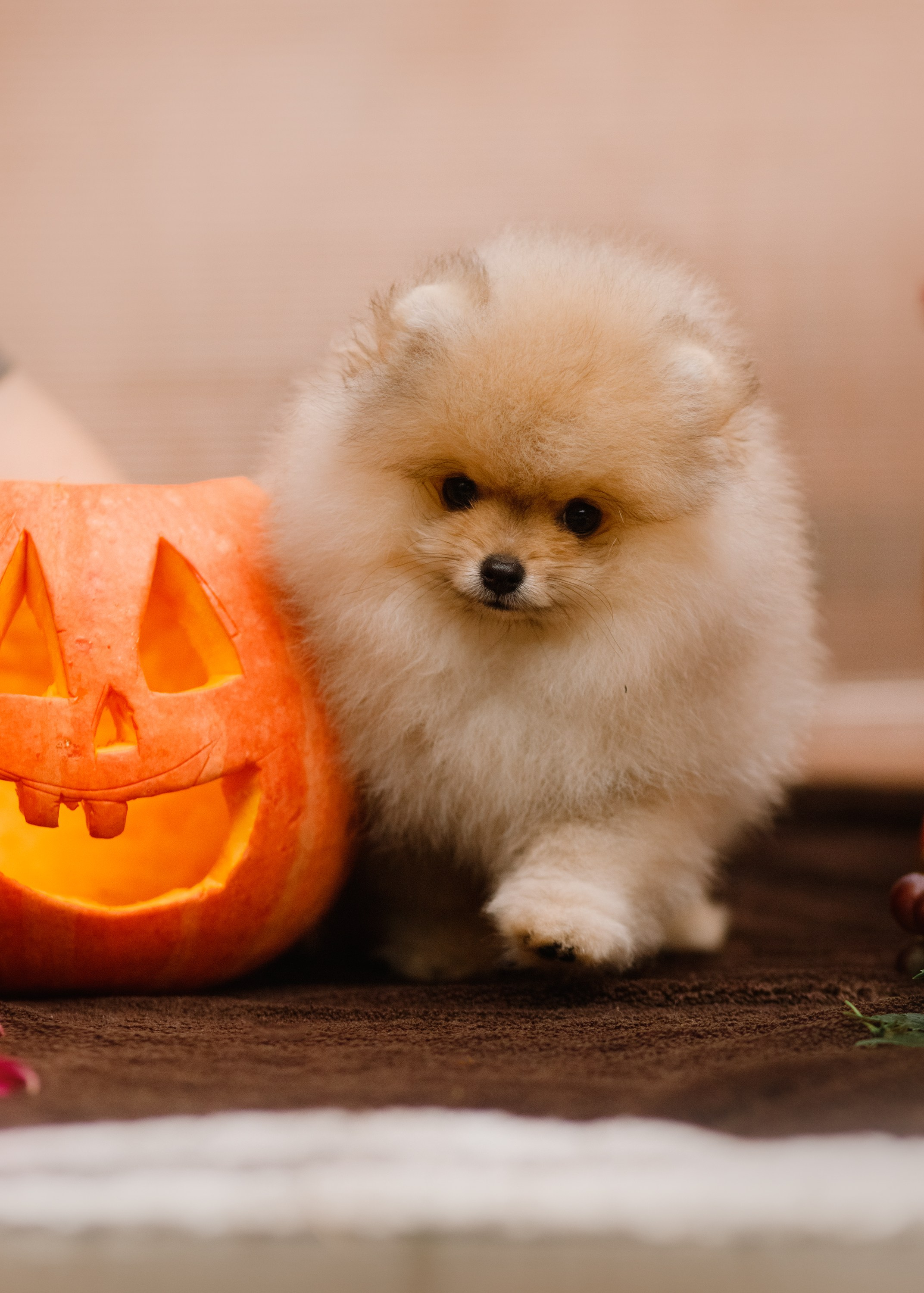 Halloween spitz puppies. Kaja | fotograf we Wrocławiu | ludzie i psy