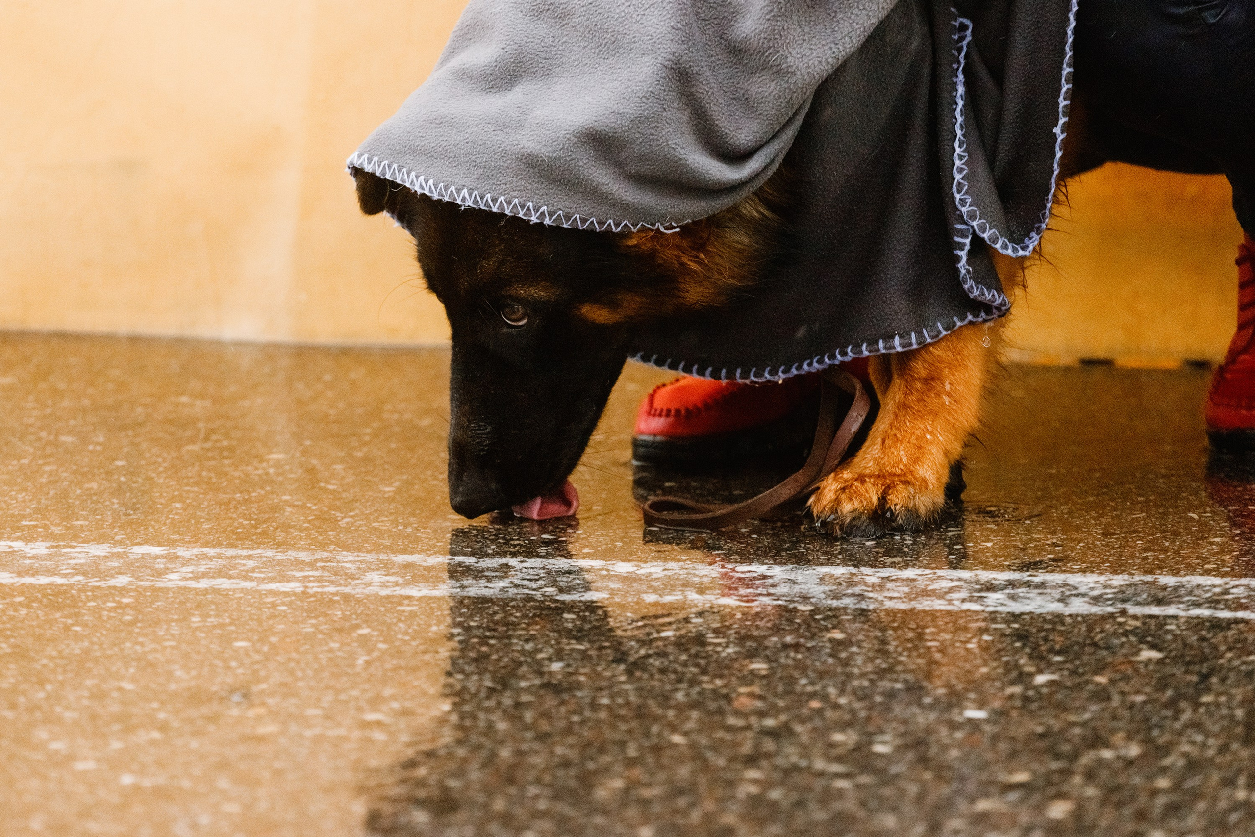 Rainy dog show in Grodno. Kaja | fotograf we Wrocławiu | ludzie i psy
