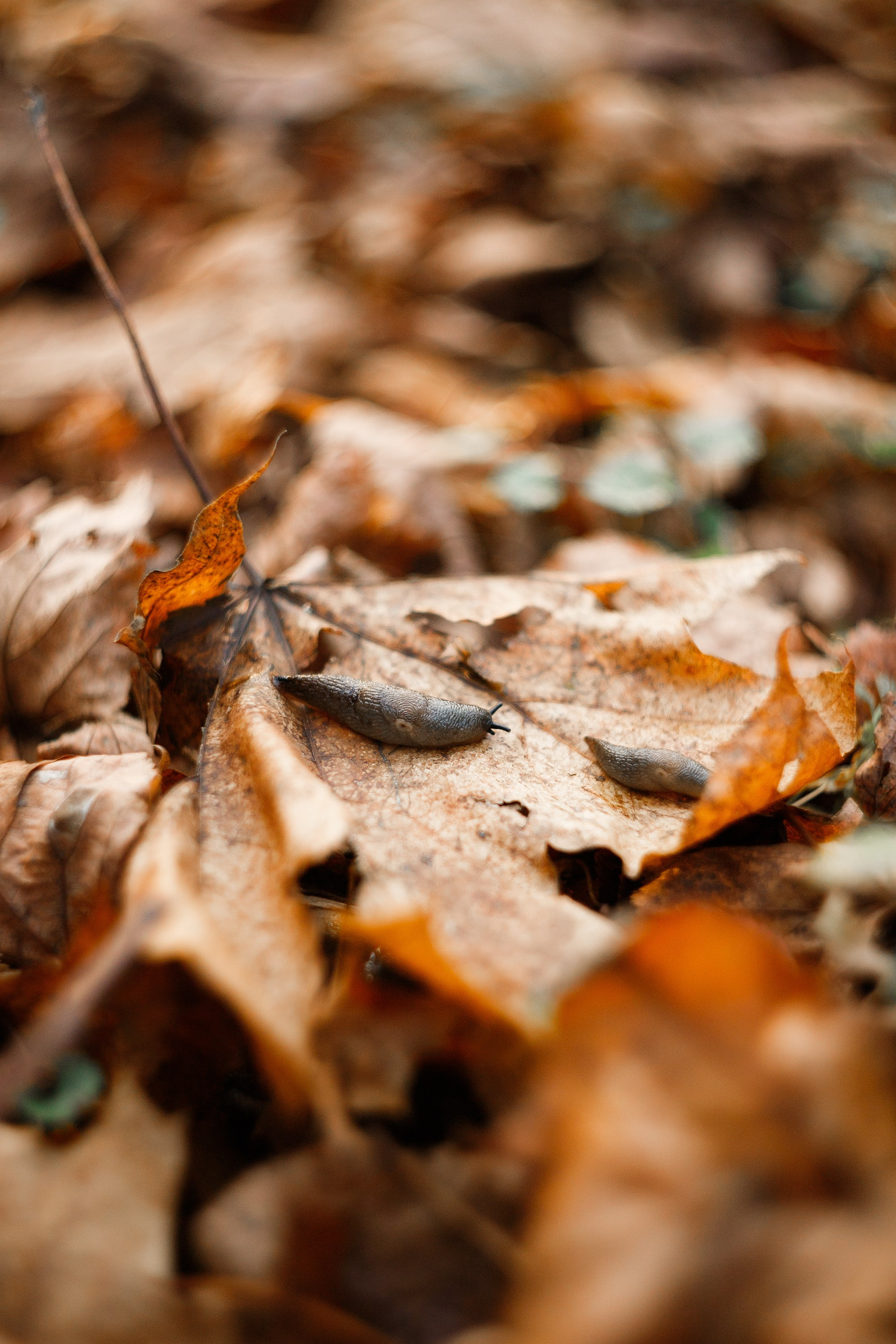 Polina. Kaja | fotograf psów we Wrocławiu