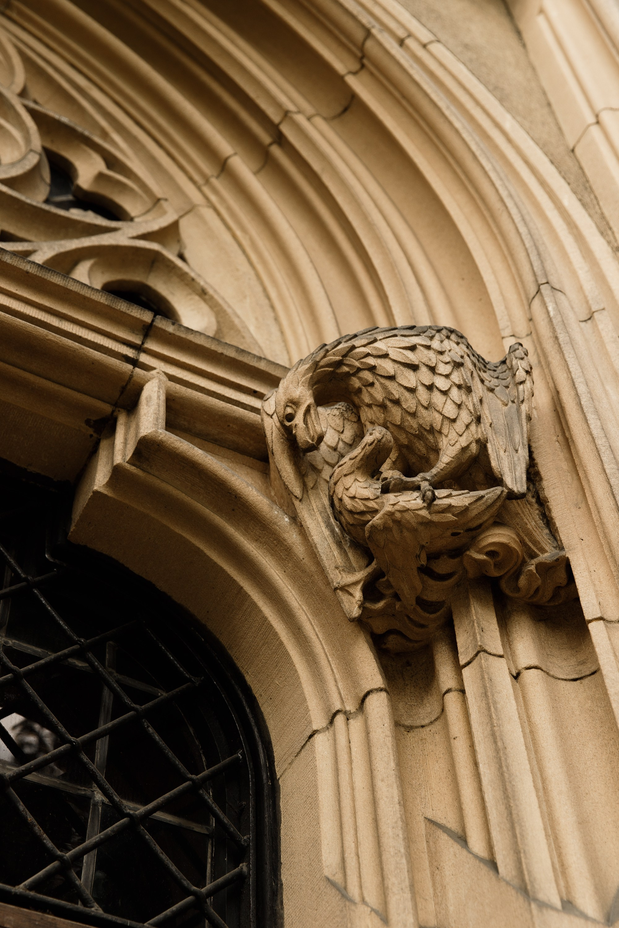 Oleśnica castle. Kaja | fotograf psów we Wrocławiu