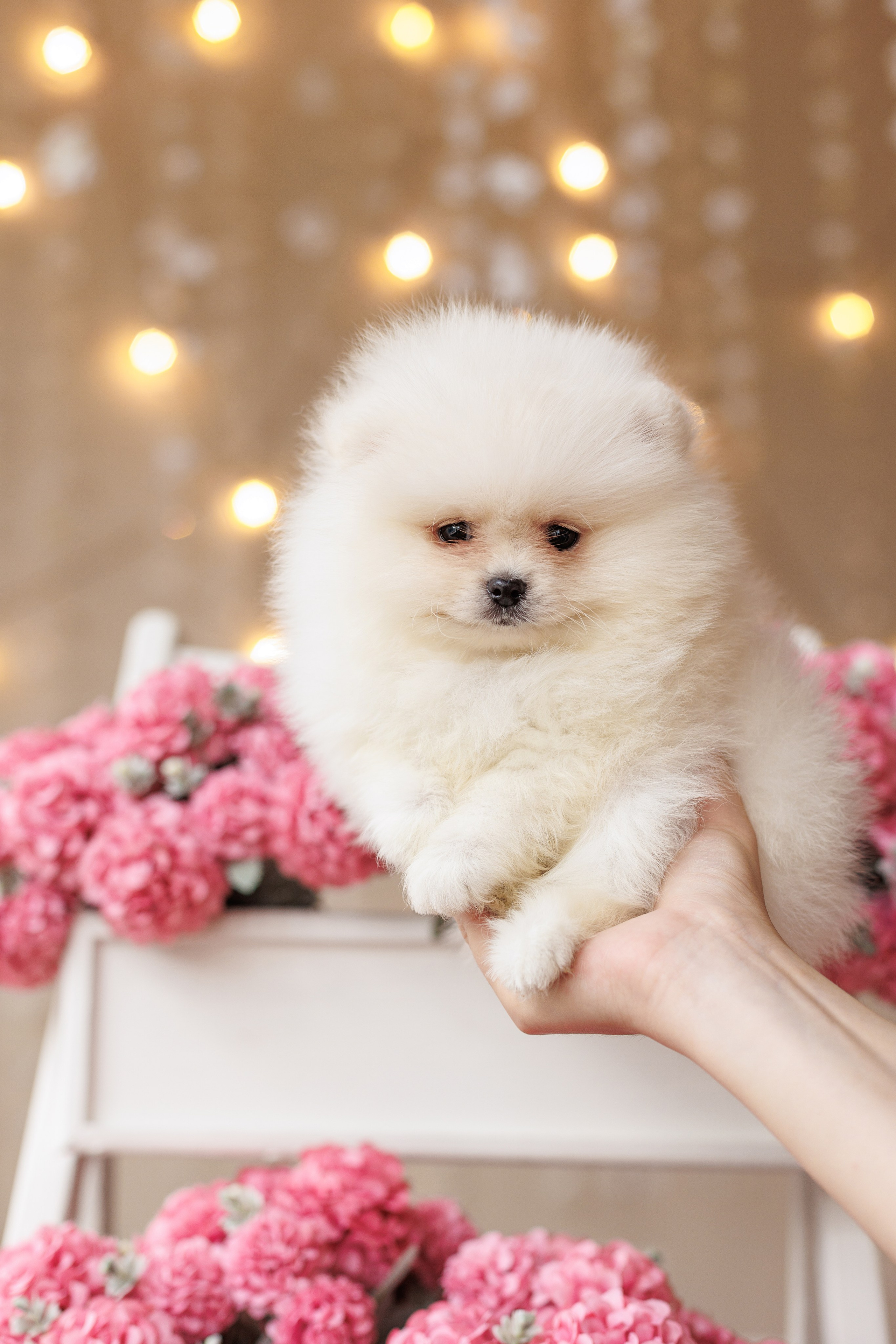 Pomeranian puppies. Семейный фотограф в Кишинёве Пулькина Ольга