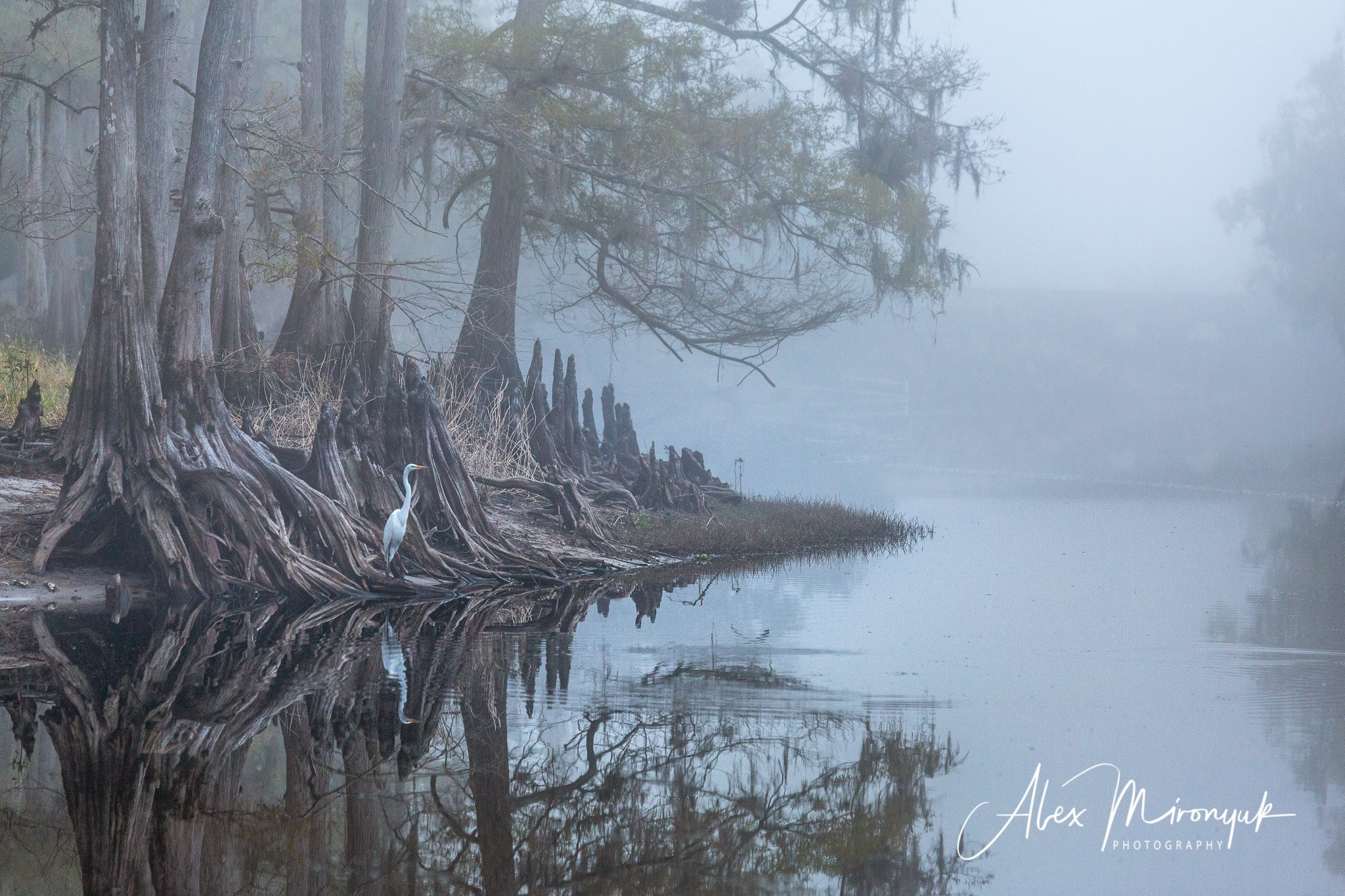 Exploring True Florida: Springs, Rivers & Manatees by Canoe. Pet, Senior, Landscape, portrait studio, photographer in Miami and Sou
