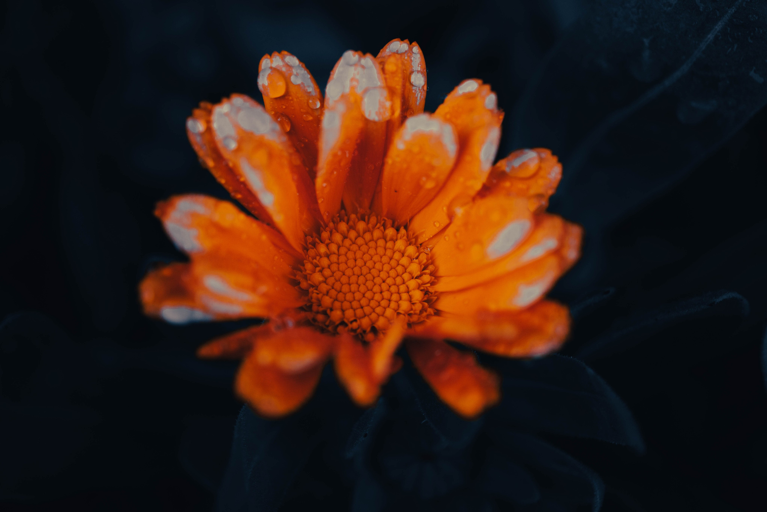 Bocetos. Alba del Norte Studio